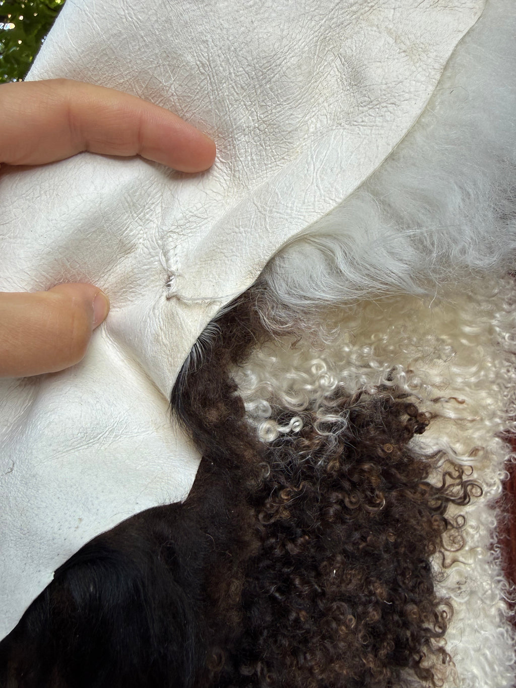 Speckled Dark Brown on White Curly Wool Sheepskin N912 - 38"