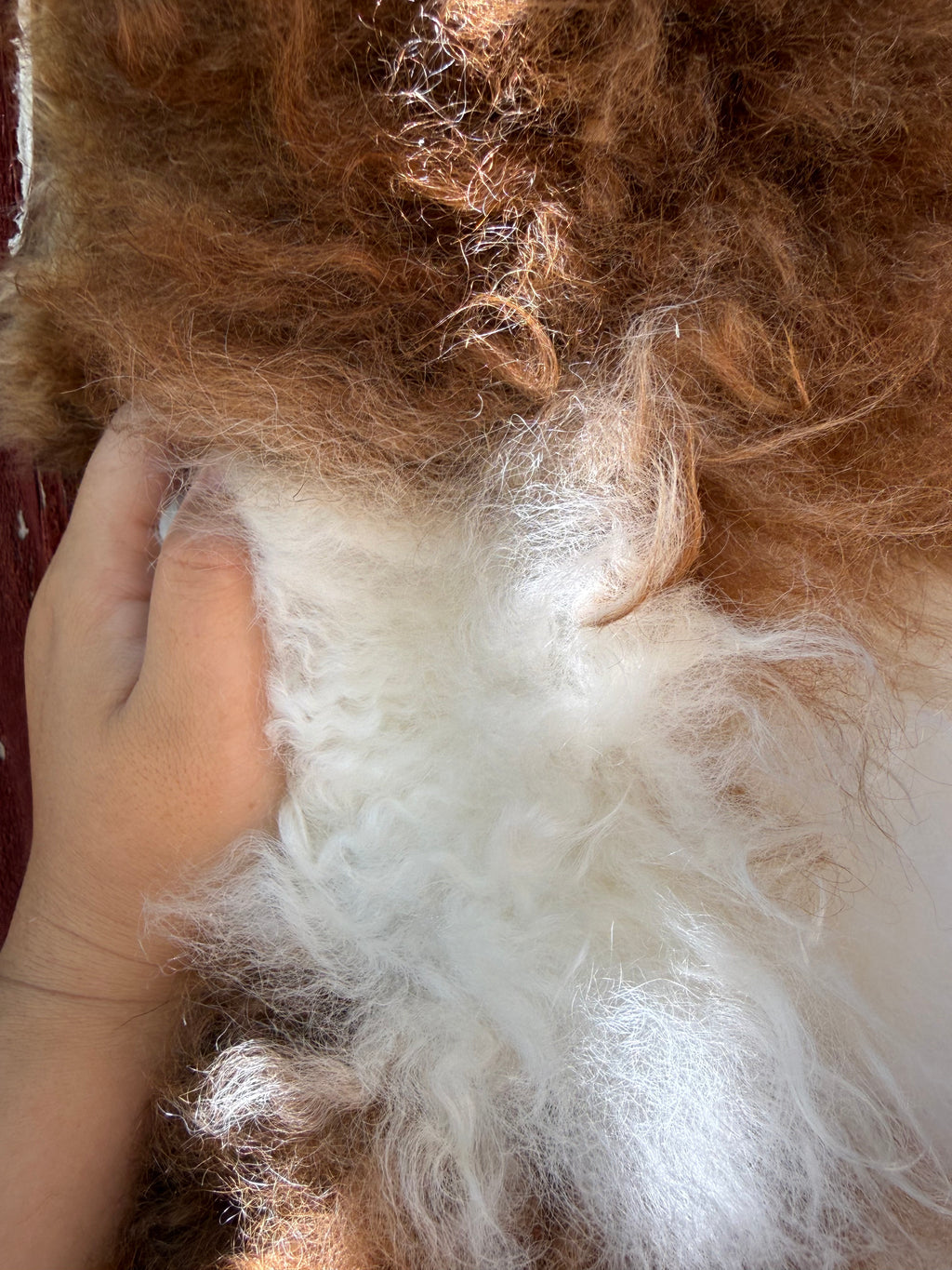 Speckled Brown on White Curly Wool Sheepskin N274 - 47"