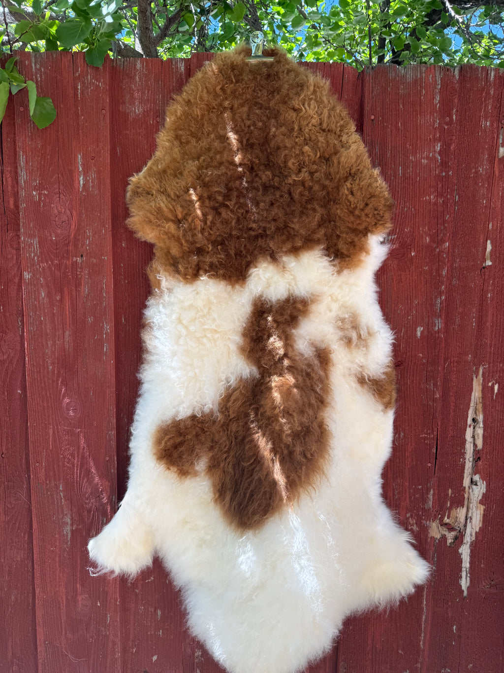 Speckled Brown on White Curly Wool Sheepskin N274 - 47"