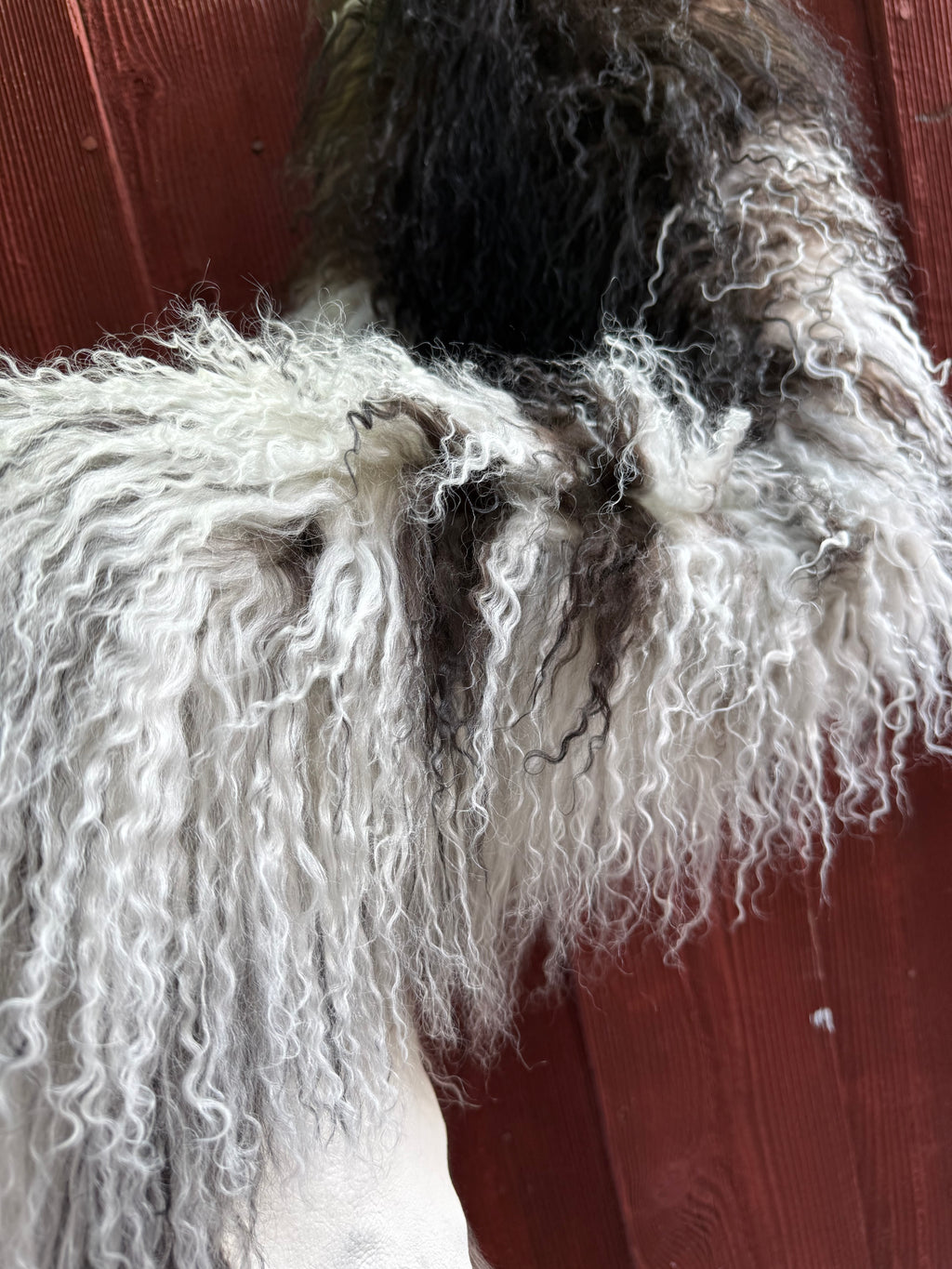 Extra Long Curly Wool Sheepskin N909 - 39"
