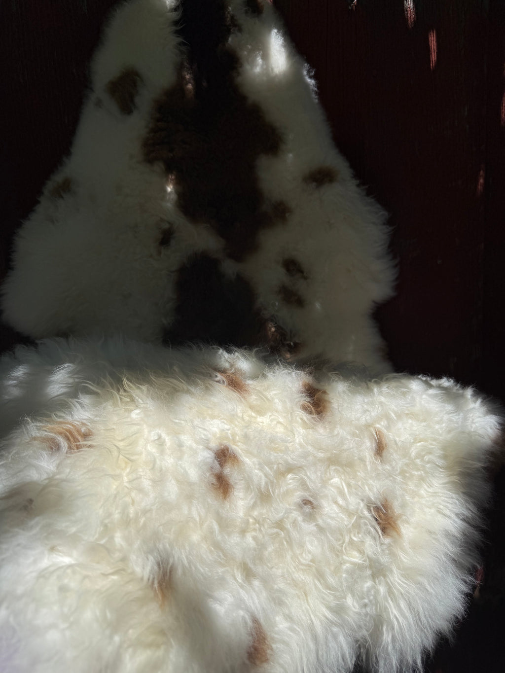Short Wool Sheepskin N067 - 47" Natural White with Brown