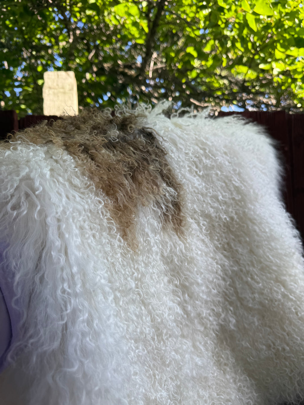 Extra Long Wool Sheepskin N914 - 41" Natural White with Single Brown Patch