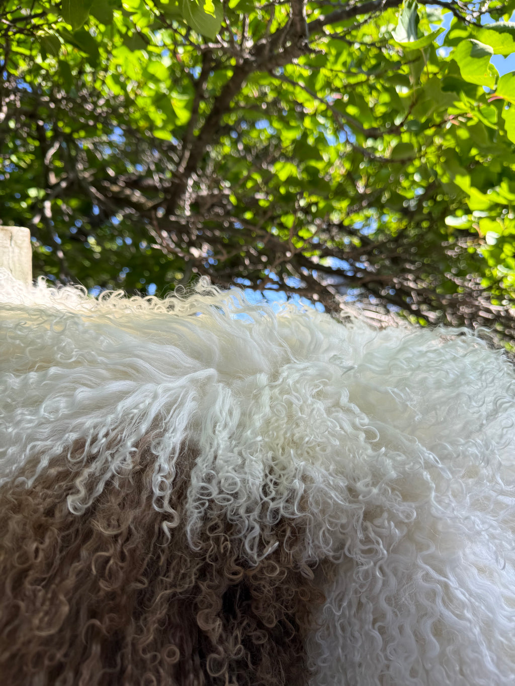 Extra Long Wool Sheepskin N914 - 41" Natural White with Single Brown Patch