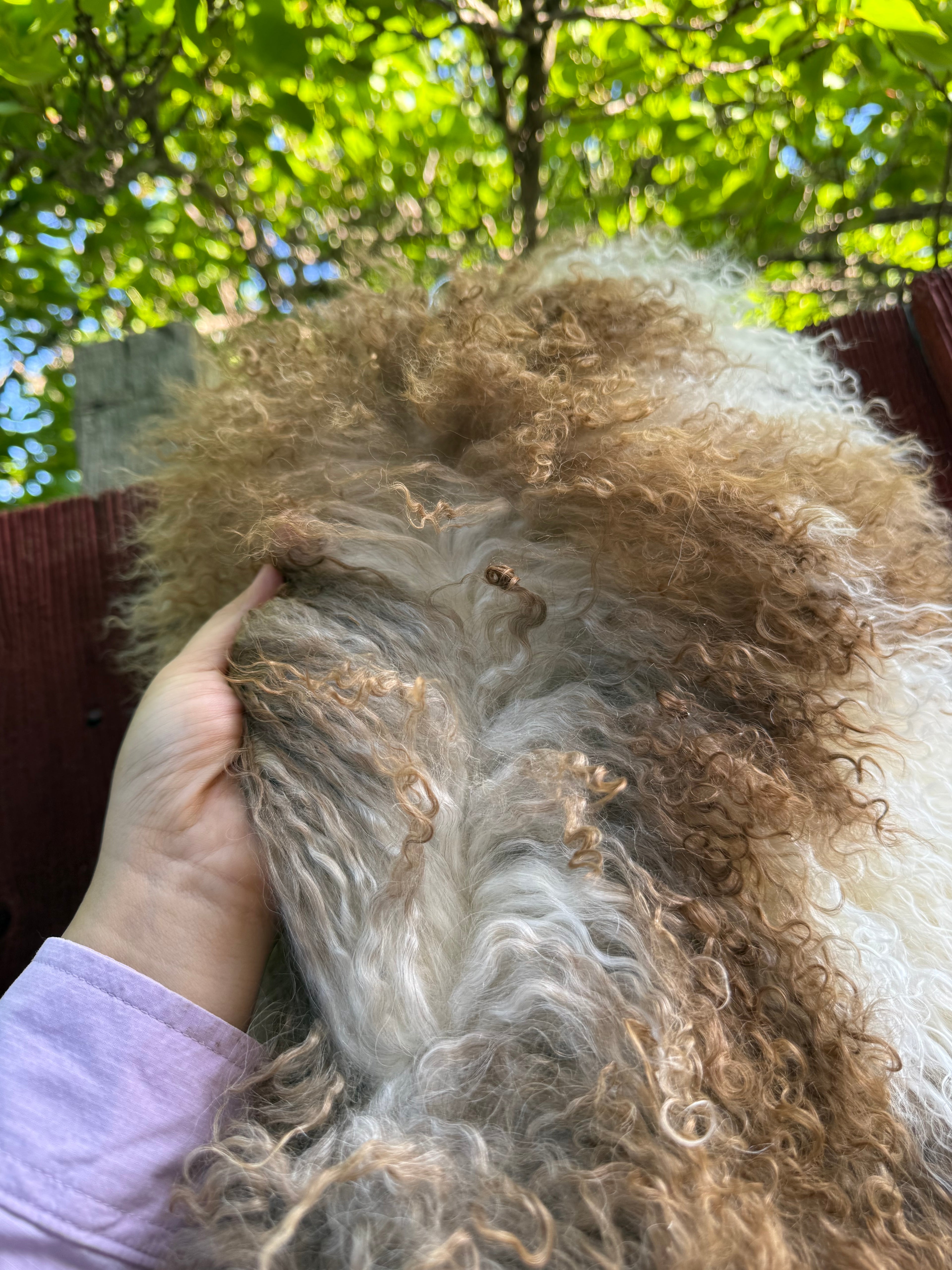 Natural Curly Wool Sheepskin Rug N910 - 38”