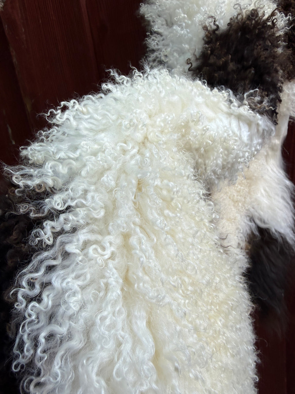 Speckled Dark Brown on White Curly Wool Sheepskin N912 - 38"