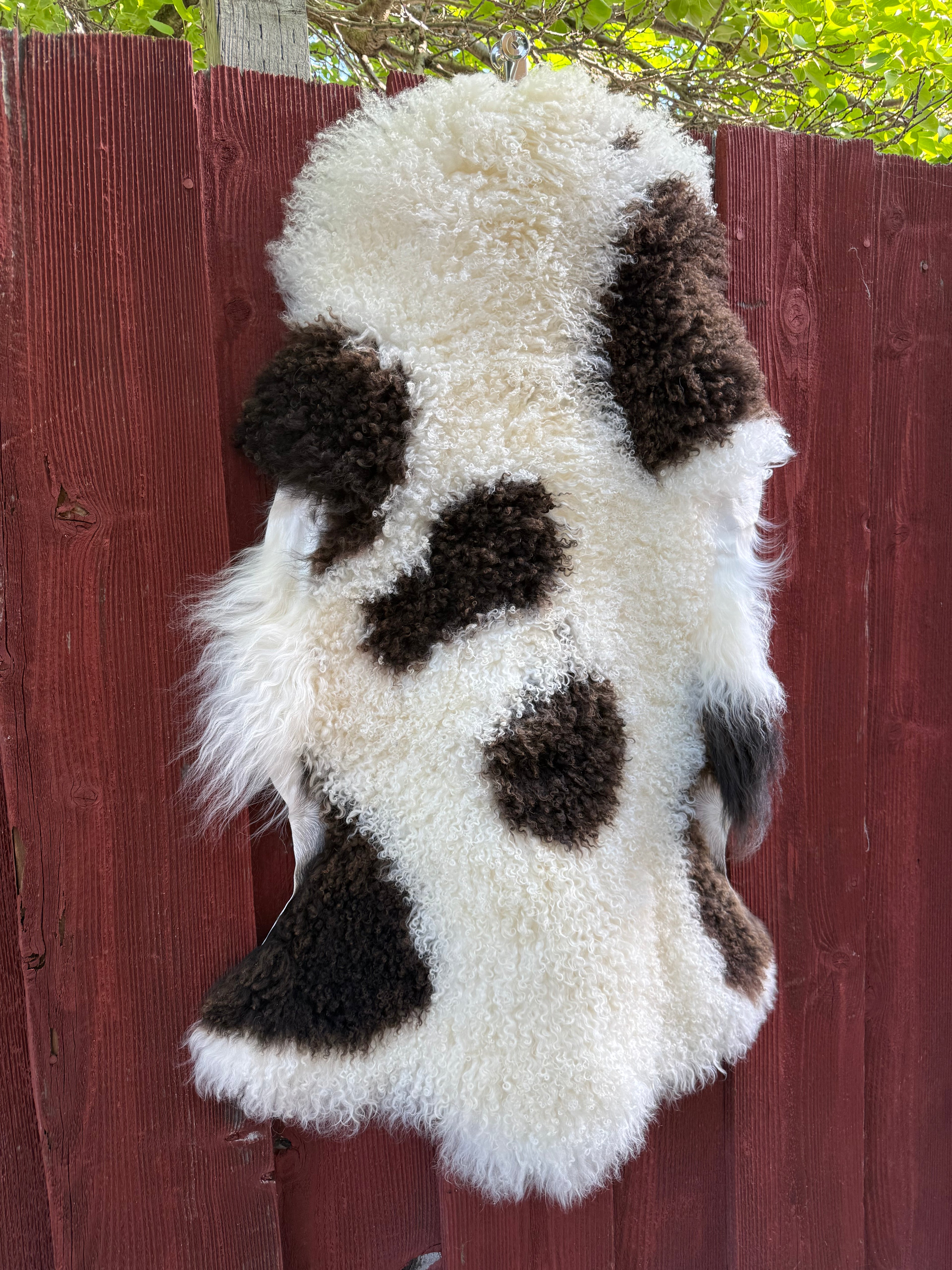 Speckled Dark Brown on White Curly Wool Sheepskin N912 - 38"