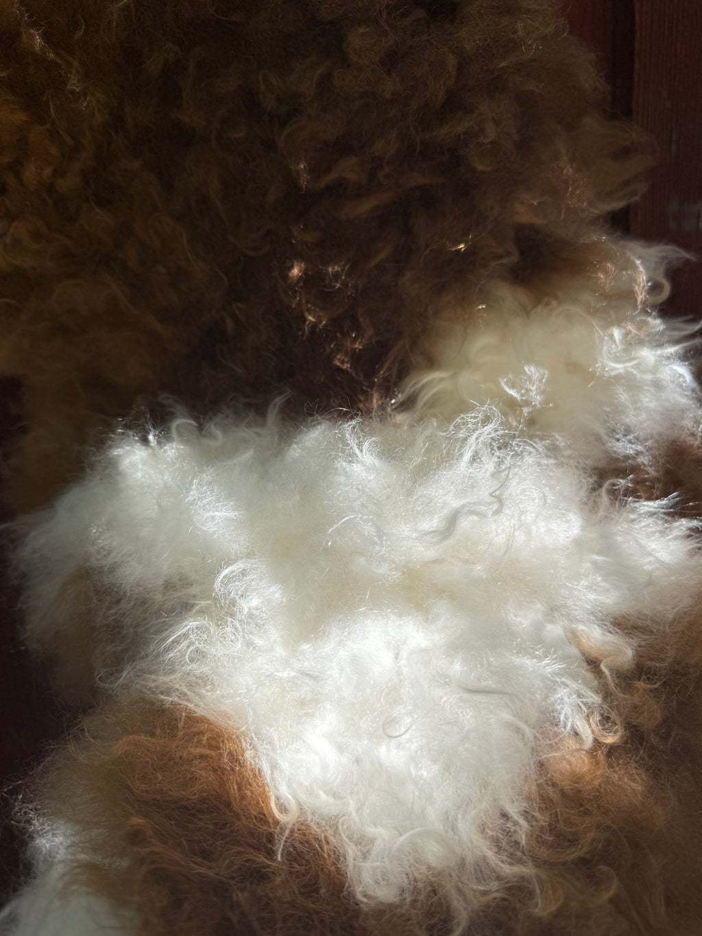 Speckled Brown on White Curly Wool Sheepskin N274 - 47"