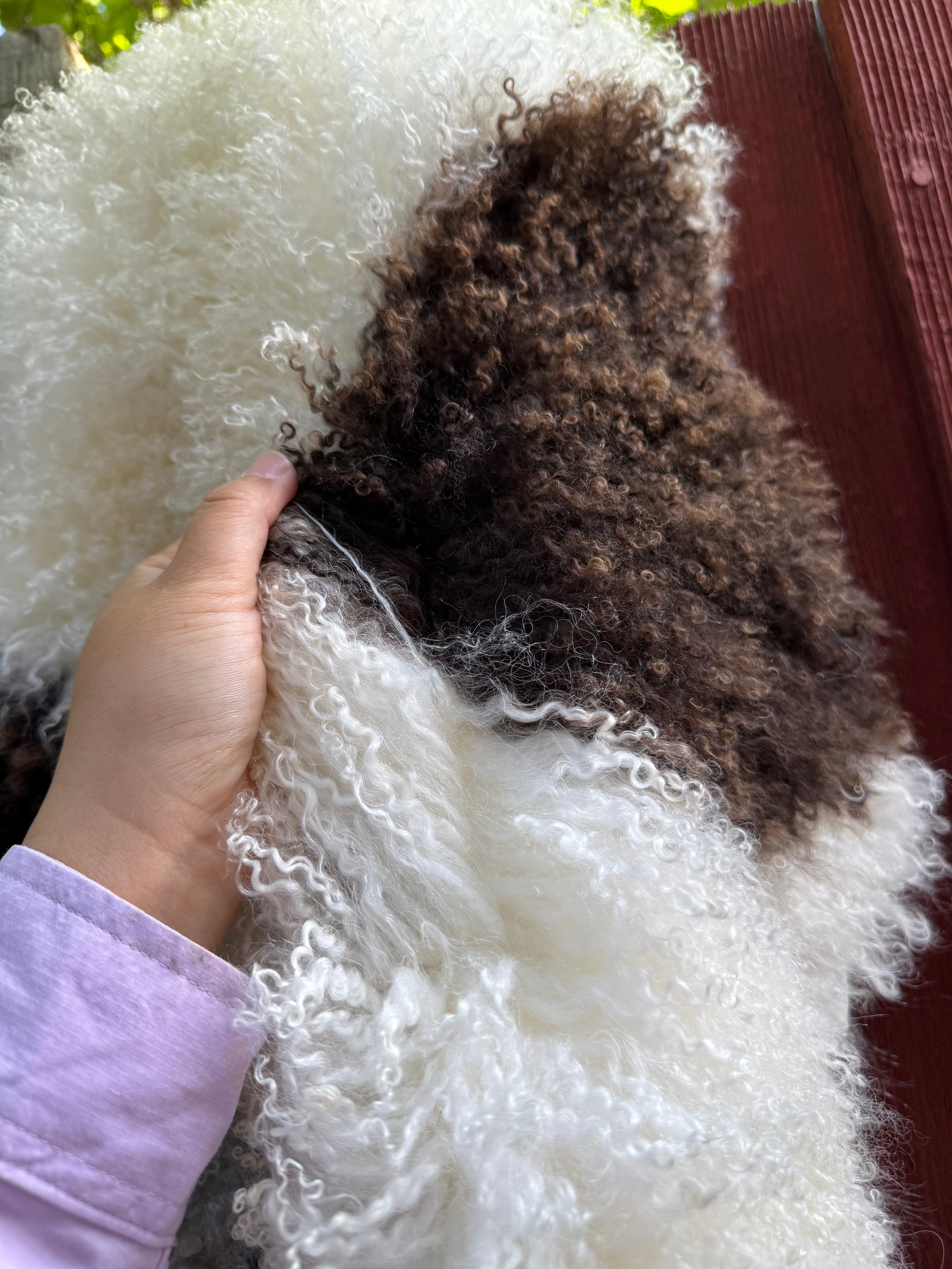 Speckled Dark Brown on White Curly Wool Sheepskin N912 - 38"