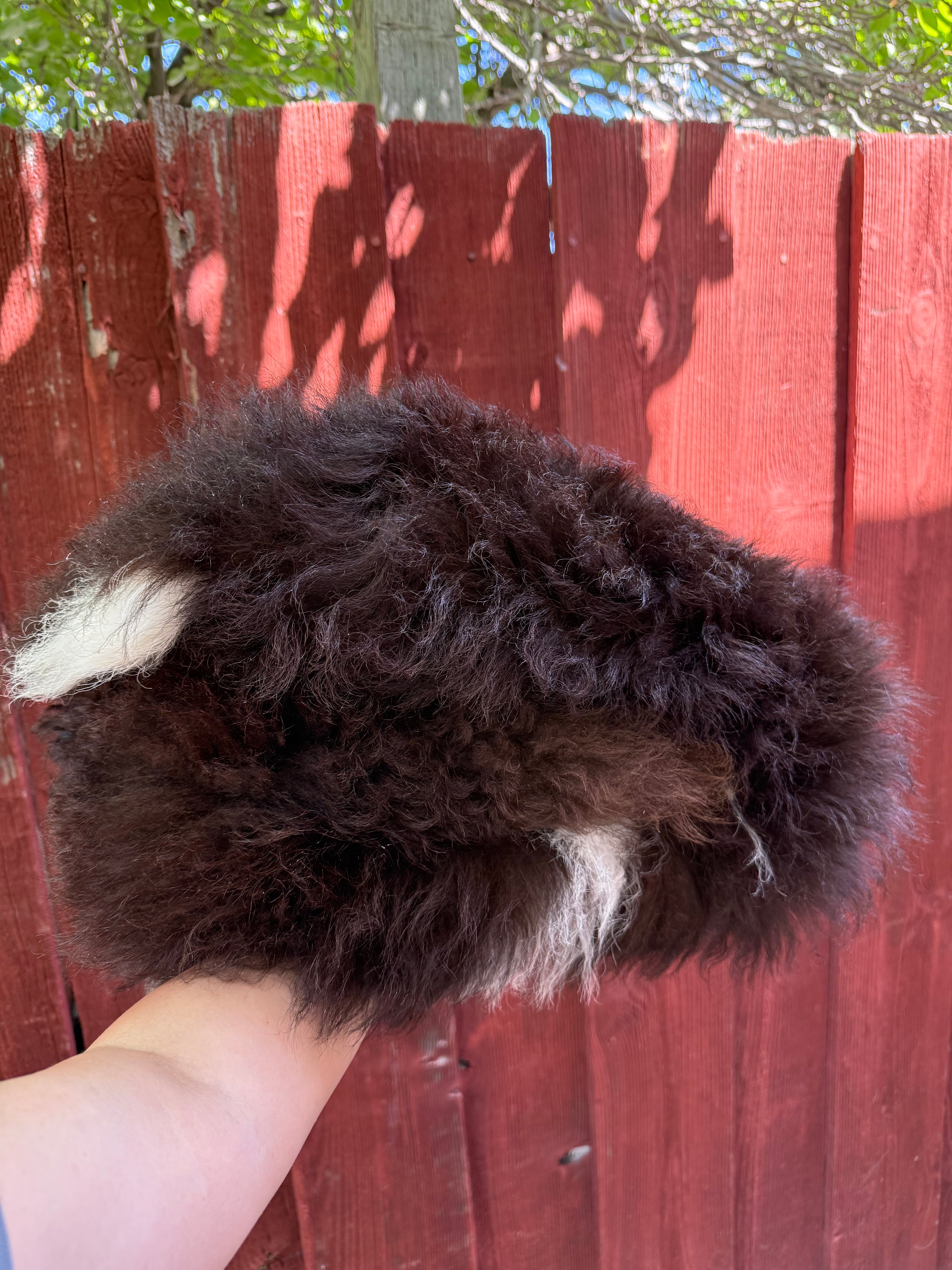 Genuine Sheepskin Rug - Long Wool Brown/White 40 in (#022)