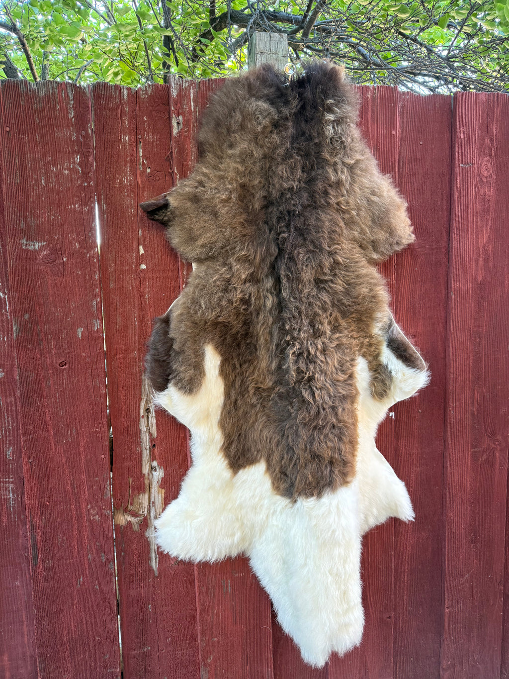 Deep Brown with White Tail Medium Wool Sheepskin N091 - 52" Alpha Sheep