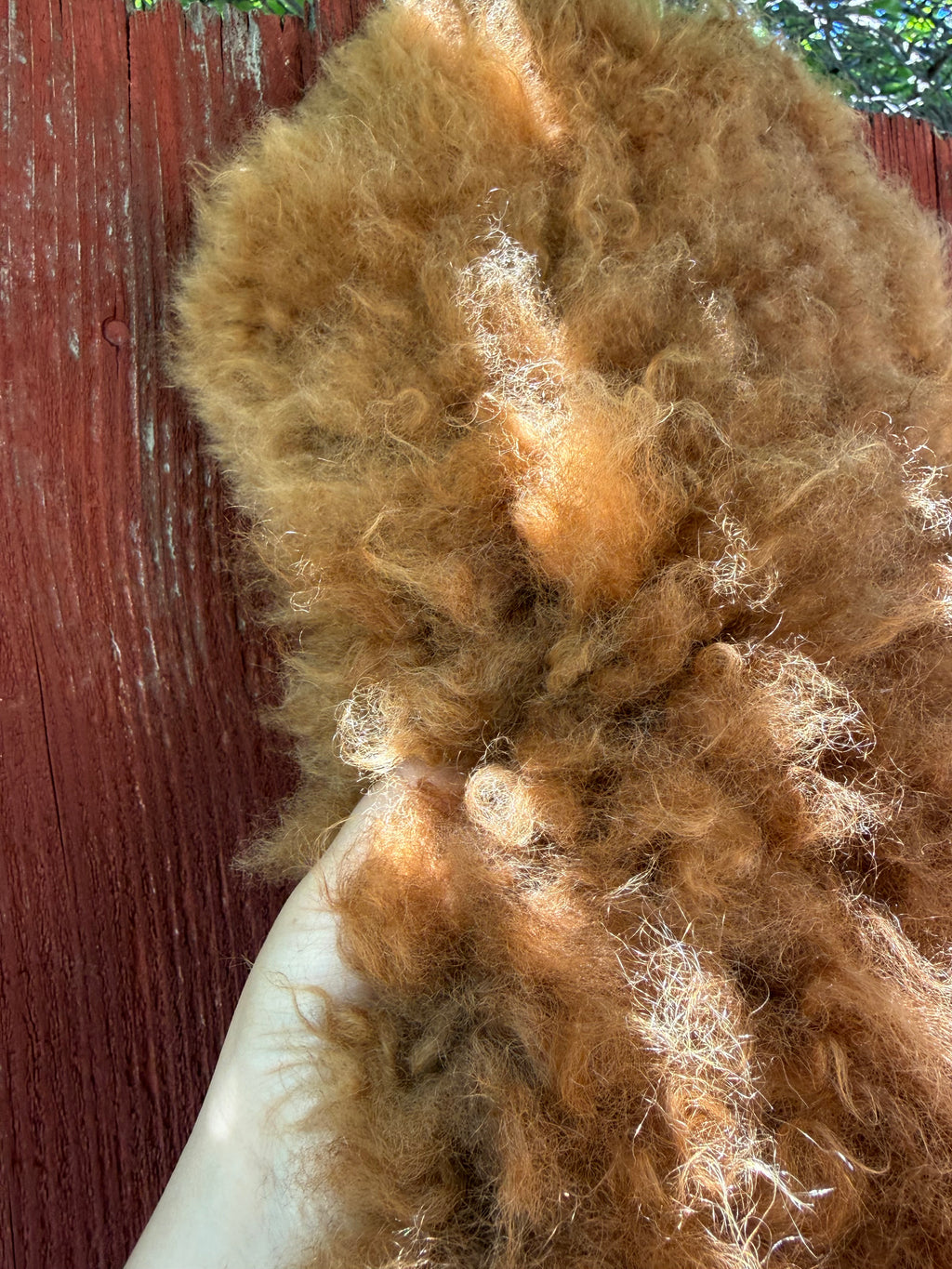 Speckled Brown on White Curly Wool Sheepskin N274 - 47"