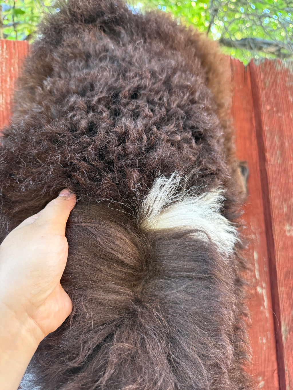 Genuine Sheepskin Rug - Long Wool Brown/White 40 in (#022)