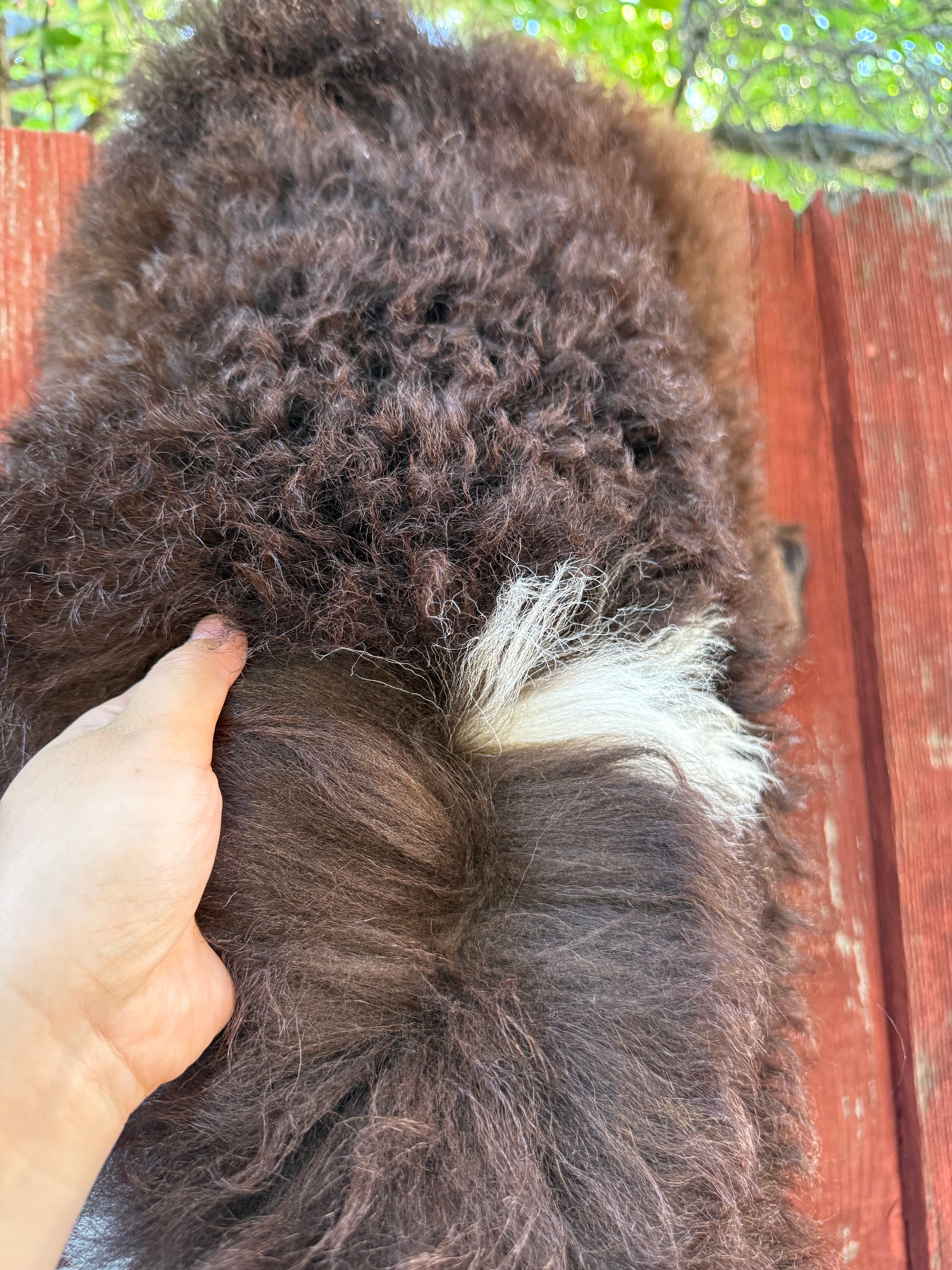 Genuine Sheepskin Rug - Long Wool Brown/White 40 in (#022)