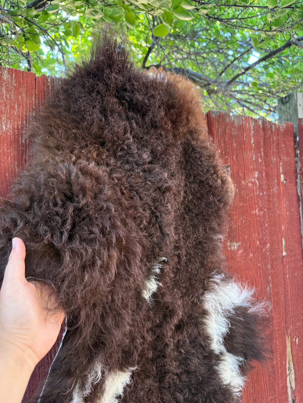 Genuine Sheepskin Rug - Long Wool Brown/White 40 in (#022)