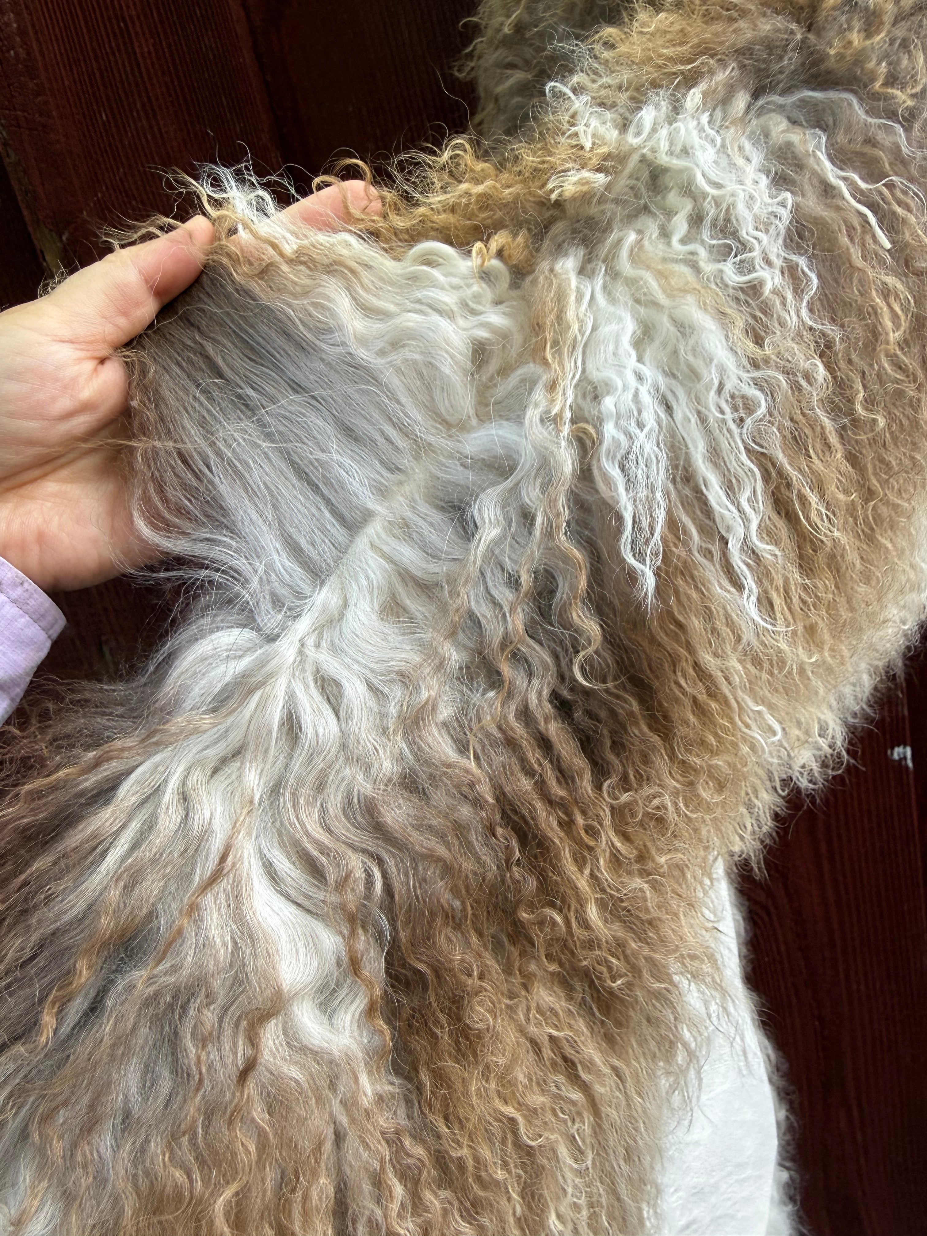 Natural Curly Wool Sheepskin Rug N910 - 38”