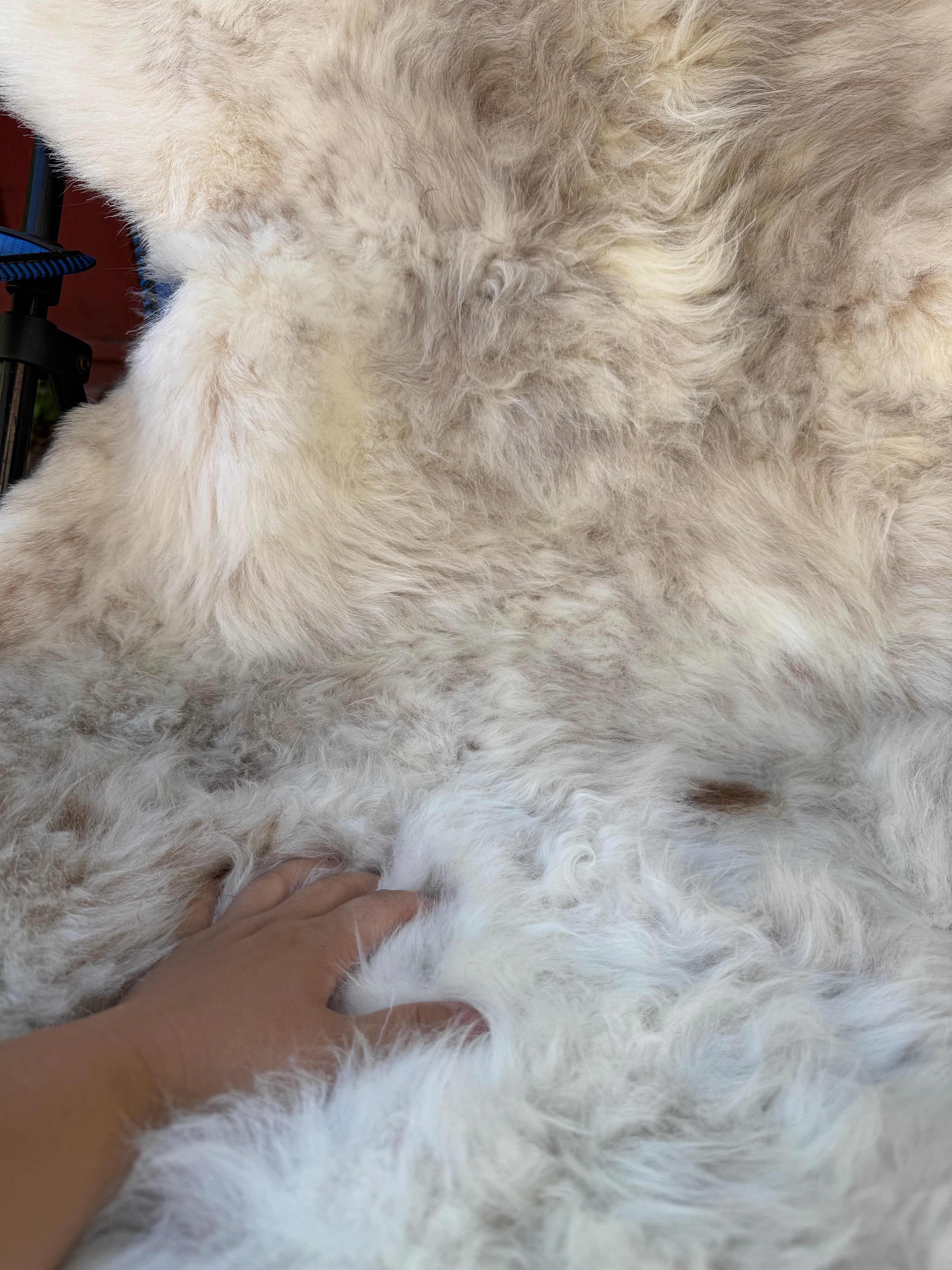 Leader Ram Sheepskin N015 - 56" Mixed Natural White and Brown