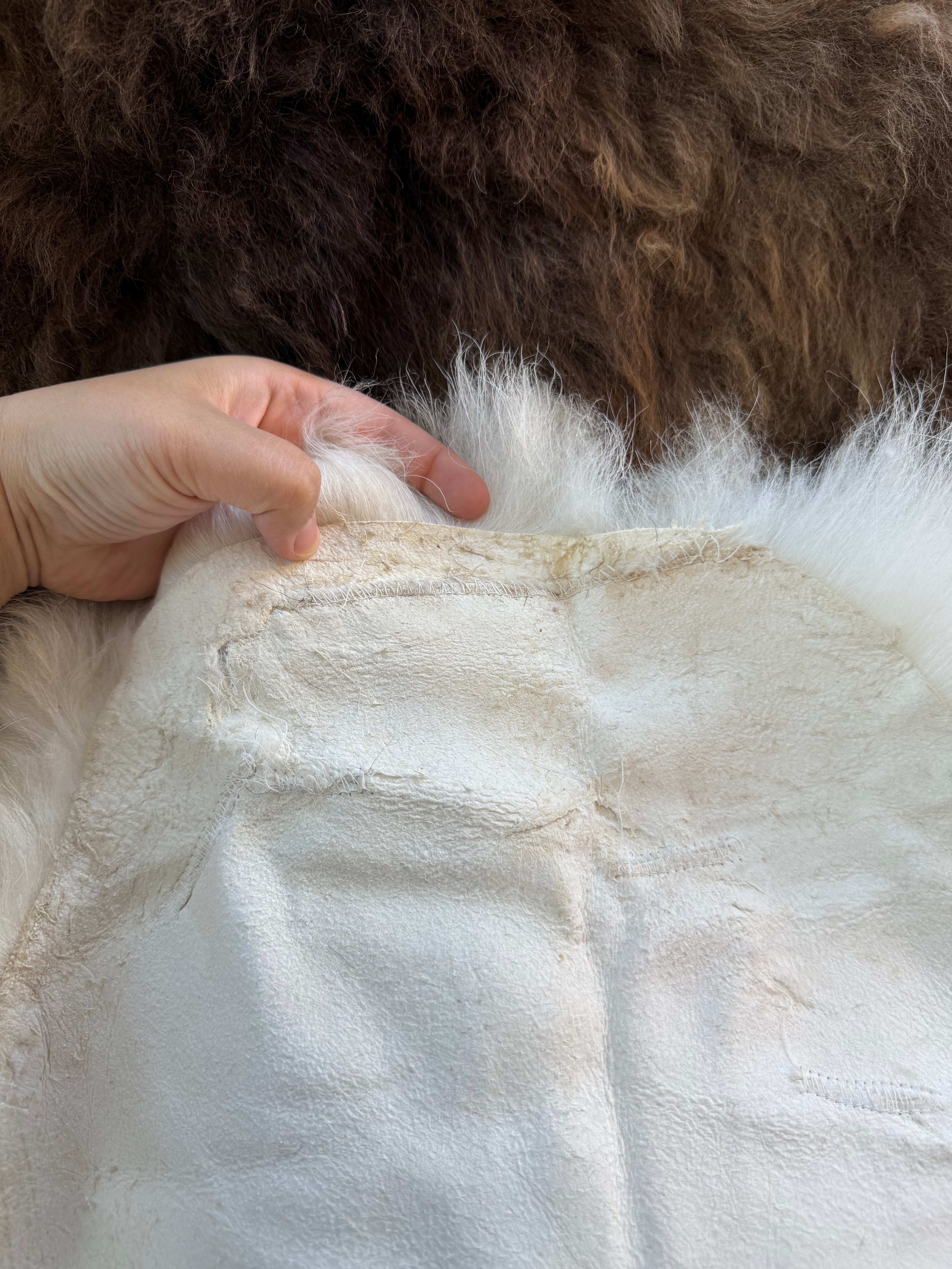 Deep Brown with White Tail Medium Wool Sheepskin N091 - 52" Alpha Sheep