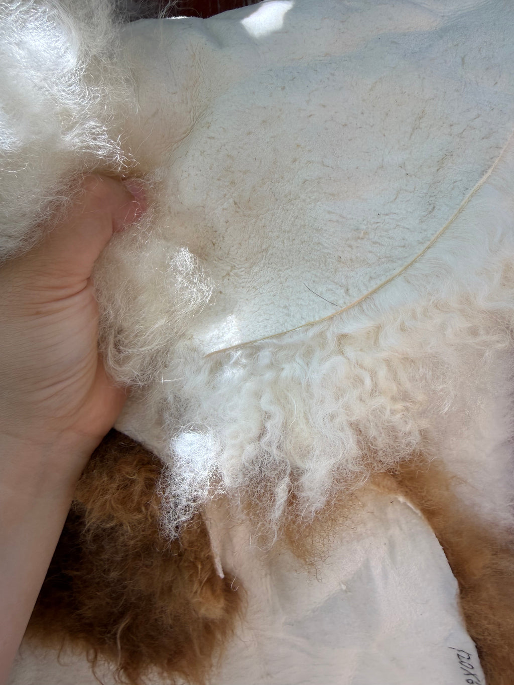 Speckled Brown on White Curly Wool Sheepskin N274 - 47"