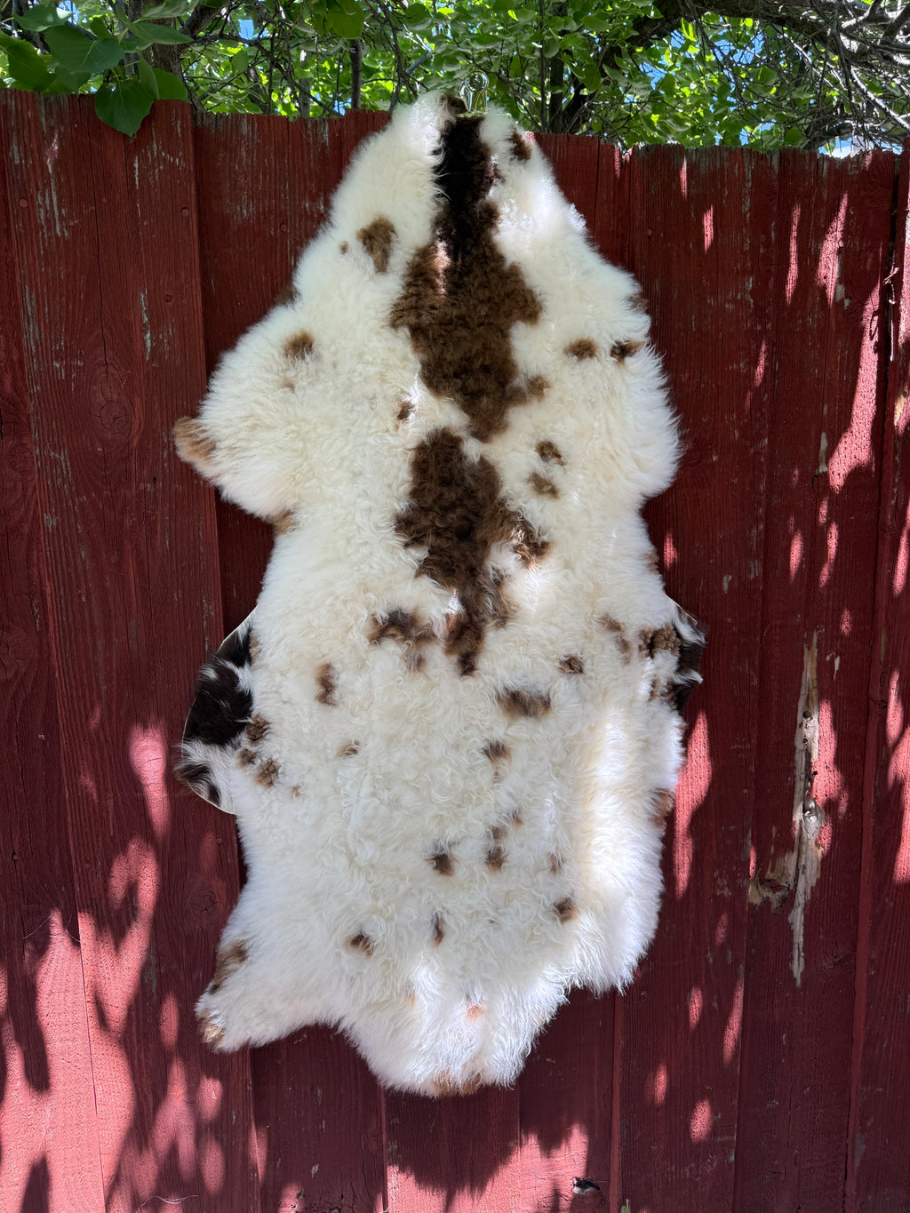 Short Wool Sheepskin N067 - 47" Natural White with Brown