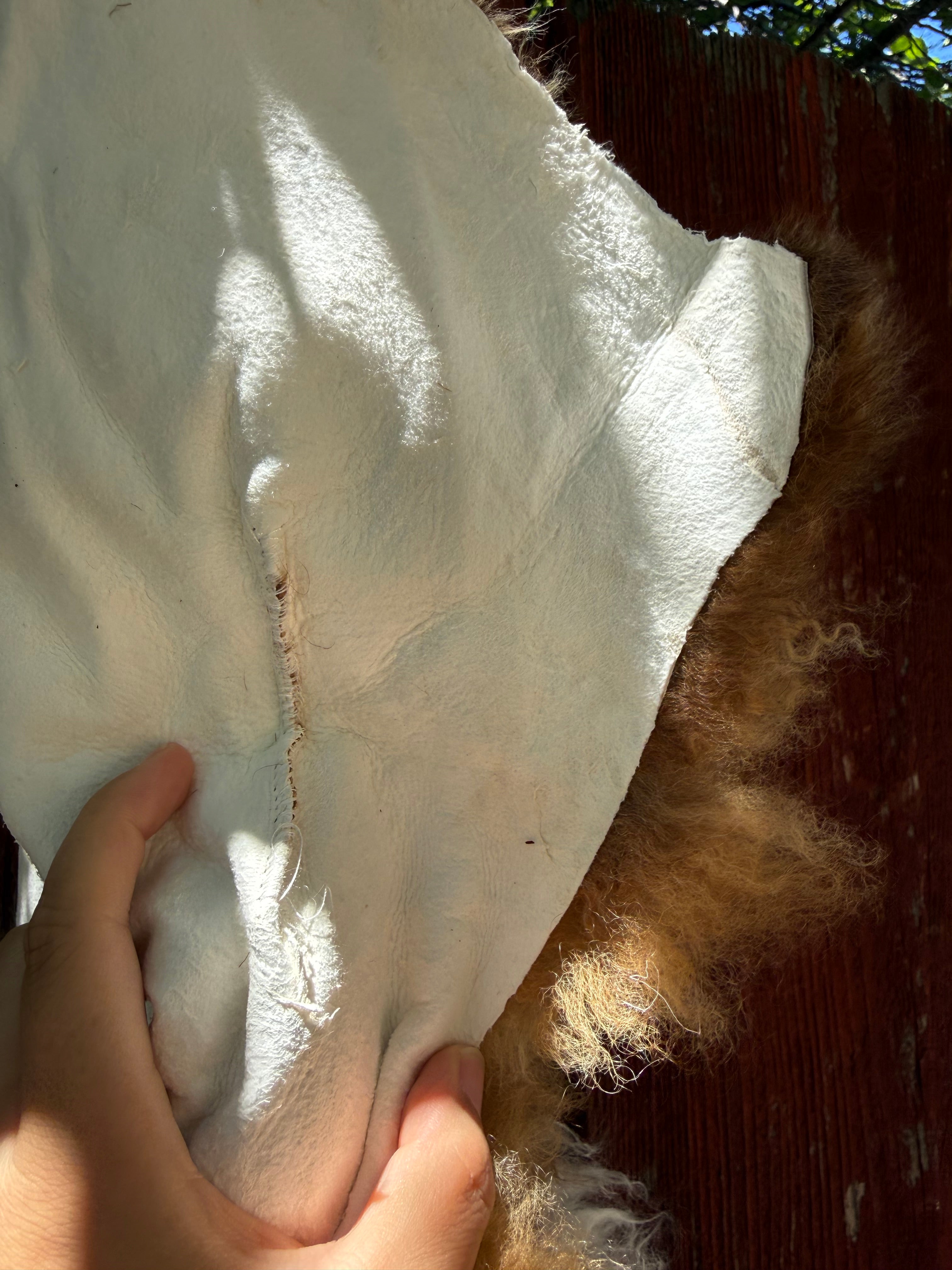 Speckled Brown on White Curly Wool Sheepskin N274 - 47"
