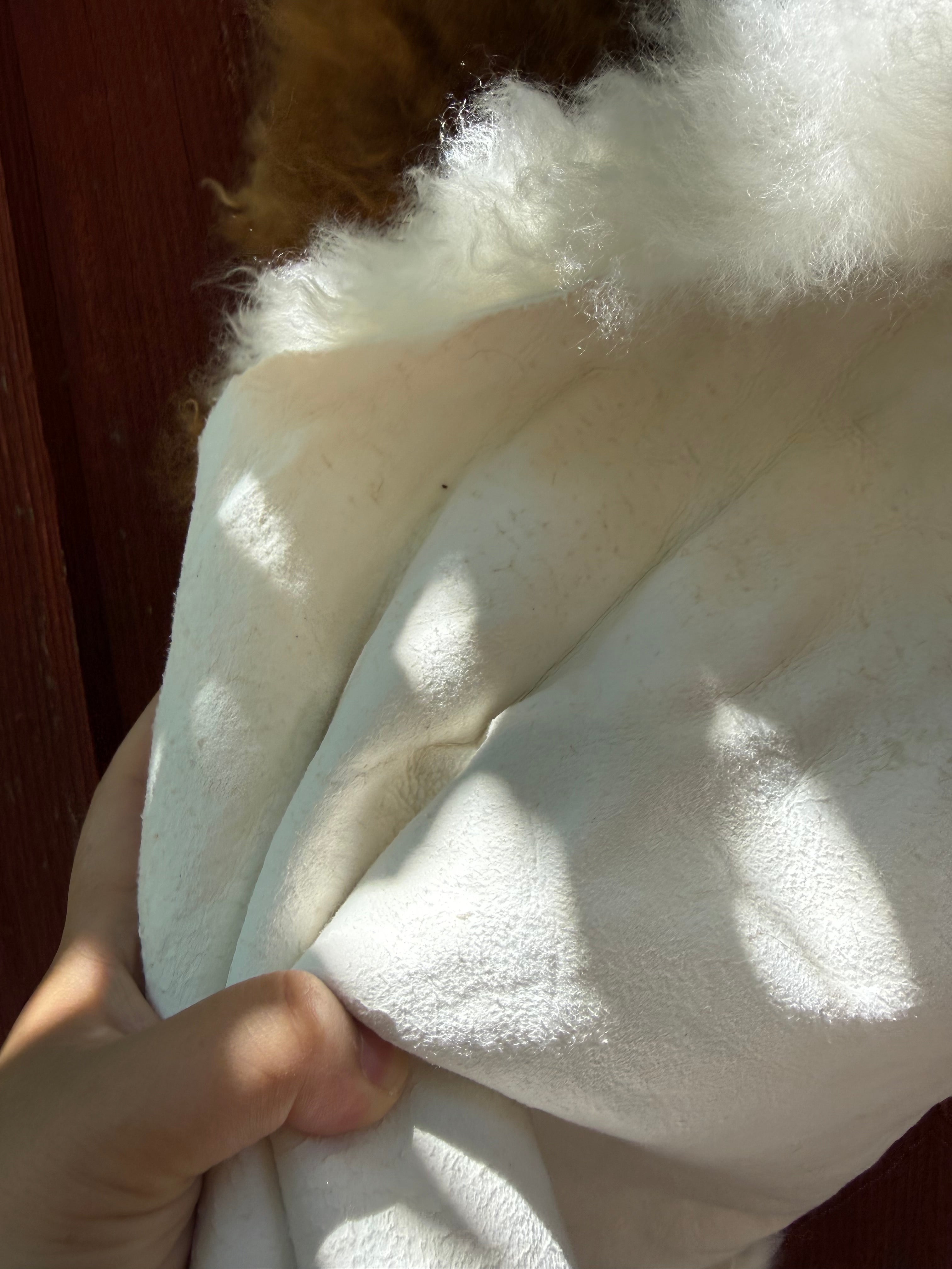 Speckled Brown on White Curly Wool Sheepskin N274 - 47"