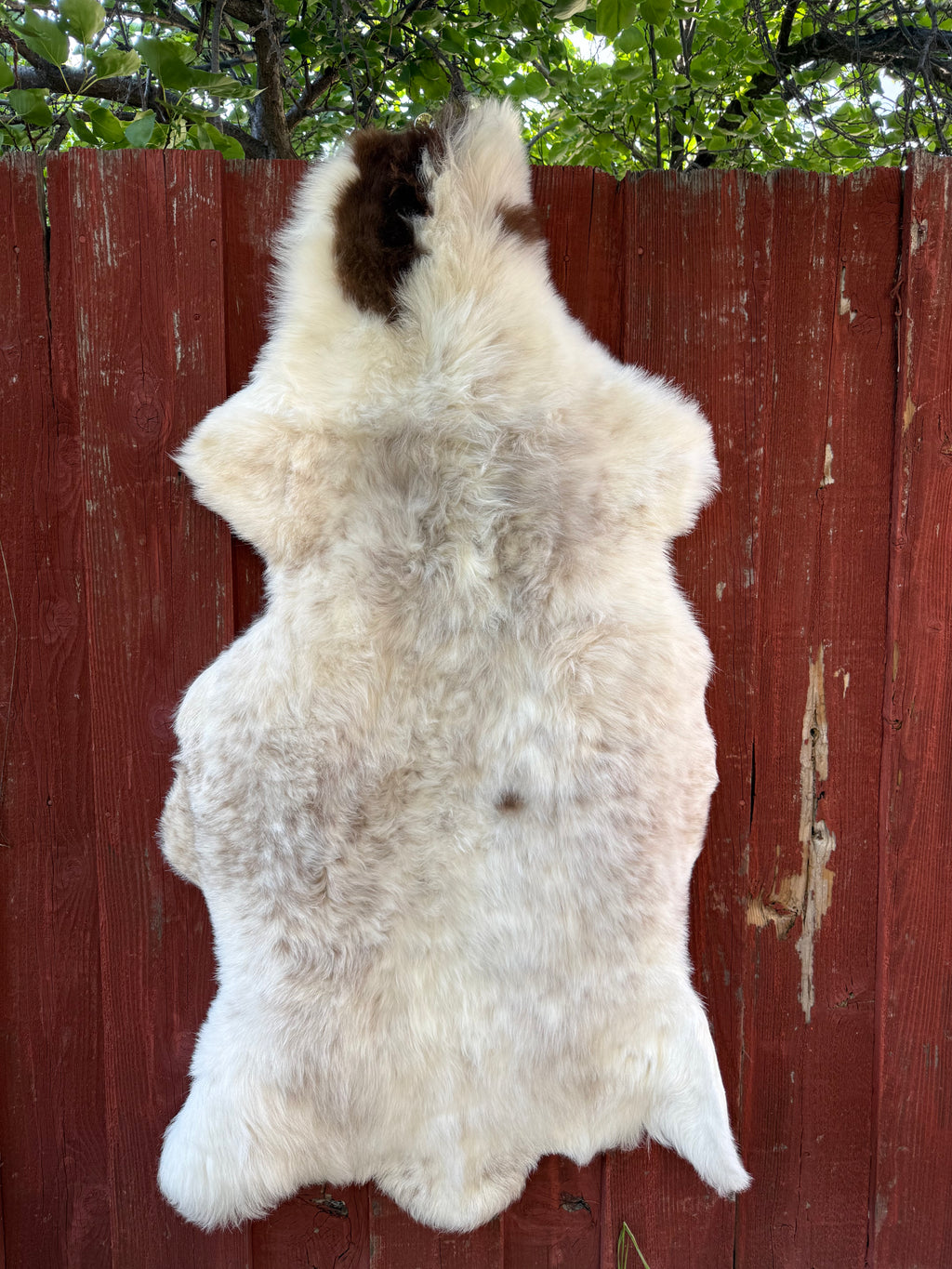 Leader Ram Sheepskin N015 - 56" Mixed Natural White and Brown