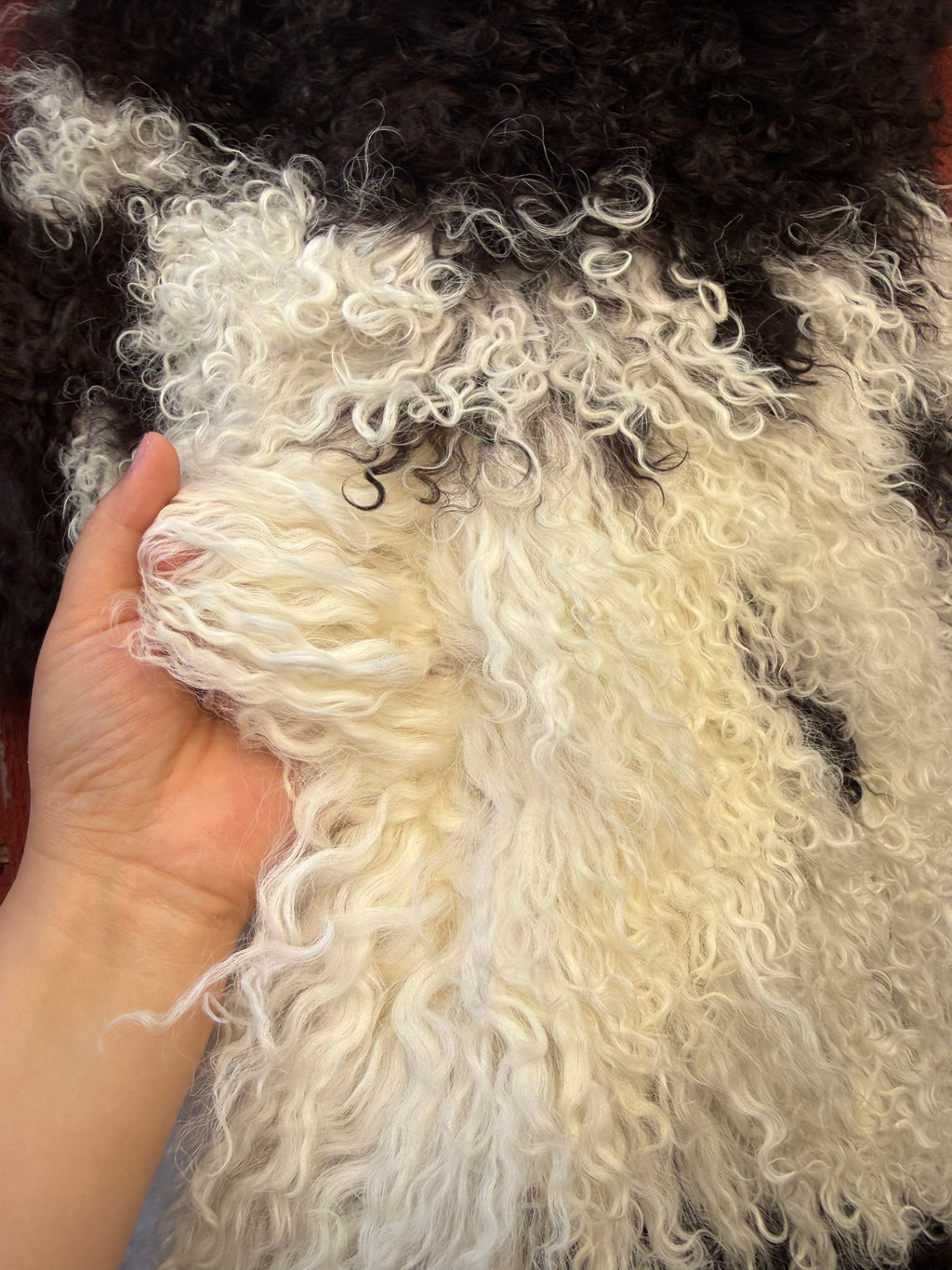 Long Wavy Wool Sheepskin - White with Dark Brown 37 x 21 in (#906)