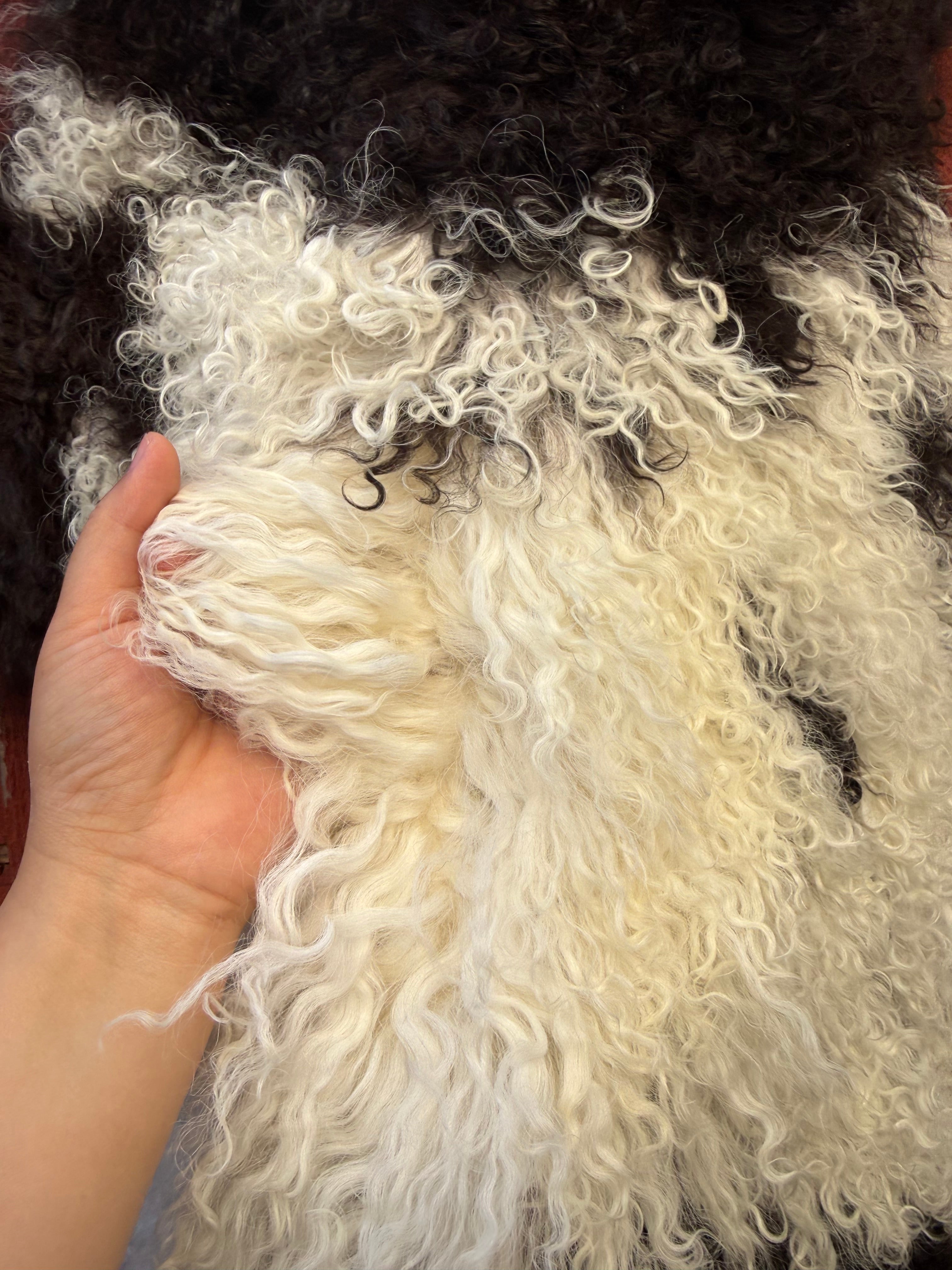 Long Wavy Wool Sheepskin N906 - 37" White with Dark Brown