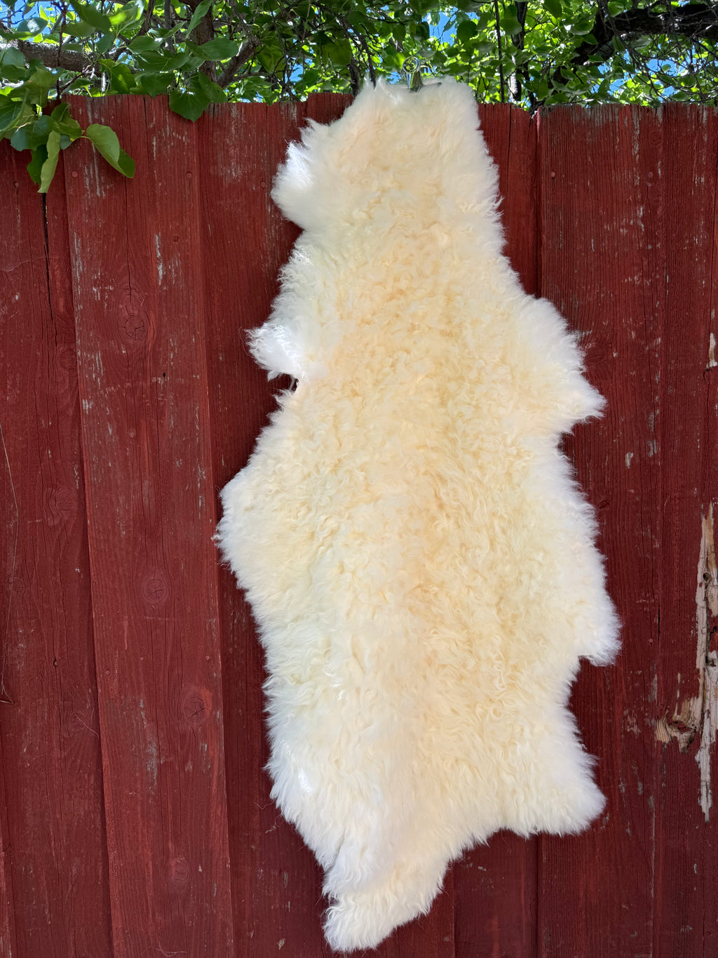 Creamy White Curly Wool Sheepskin N030 - 50"