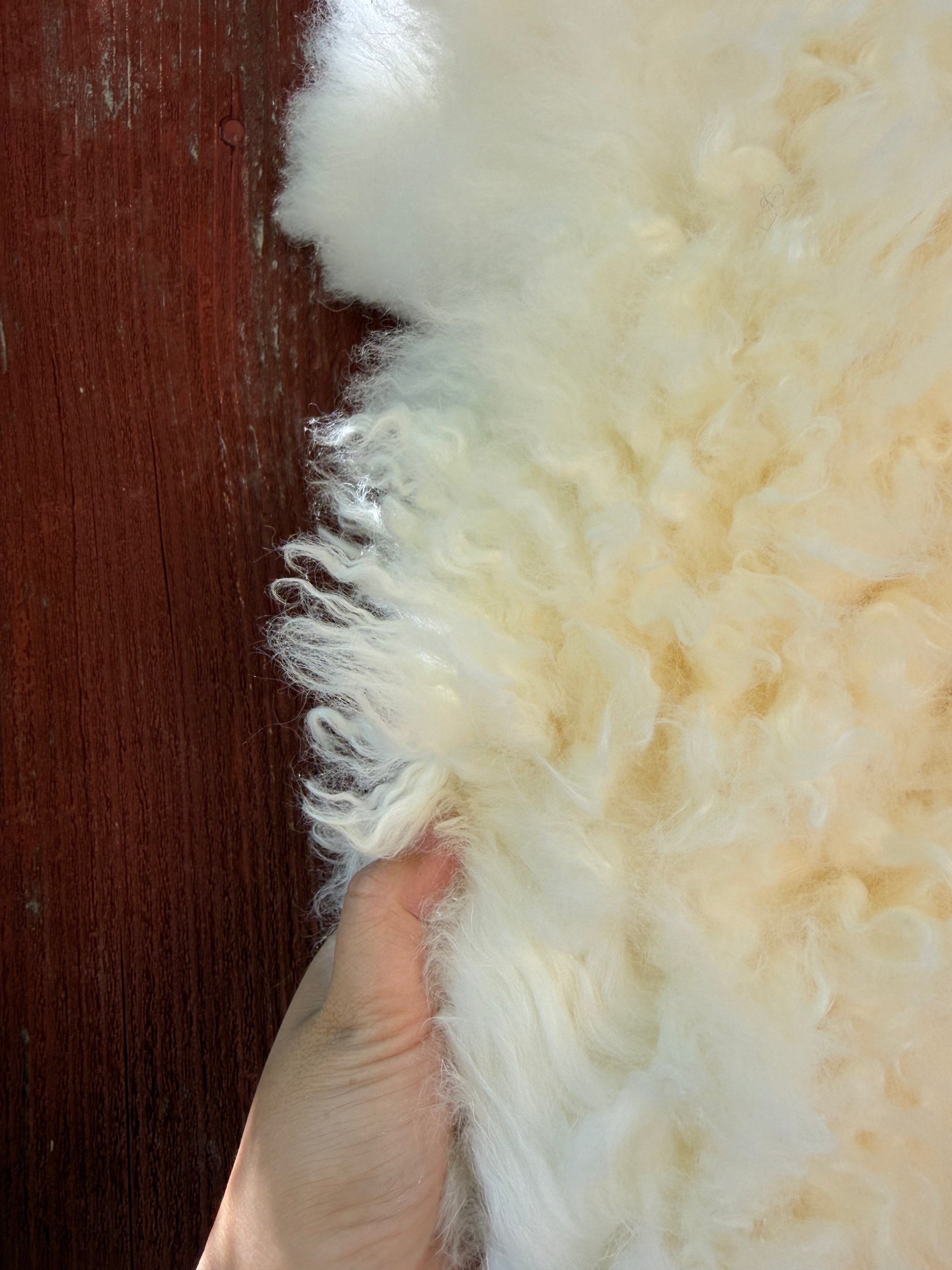 Creamy White Curly Wool Sheepskin N030 - 50"