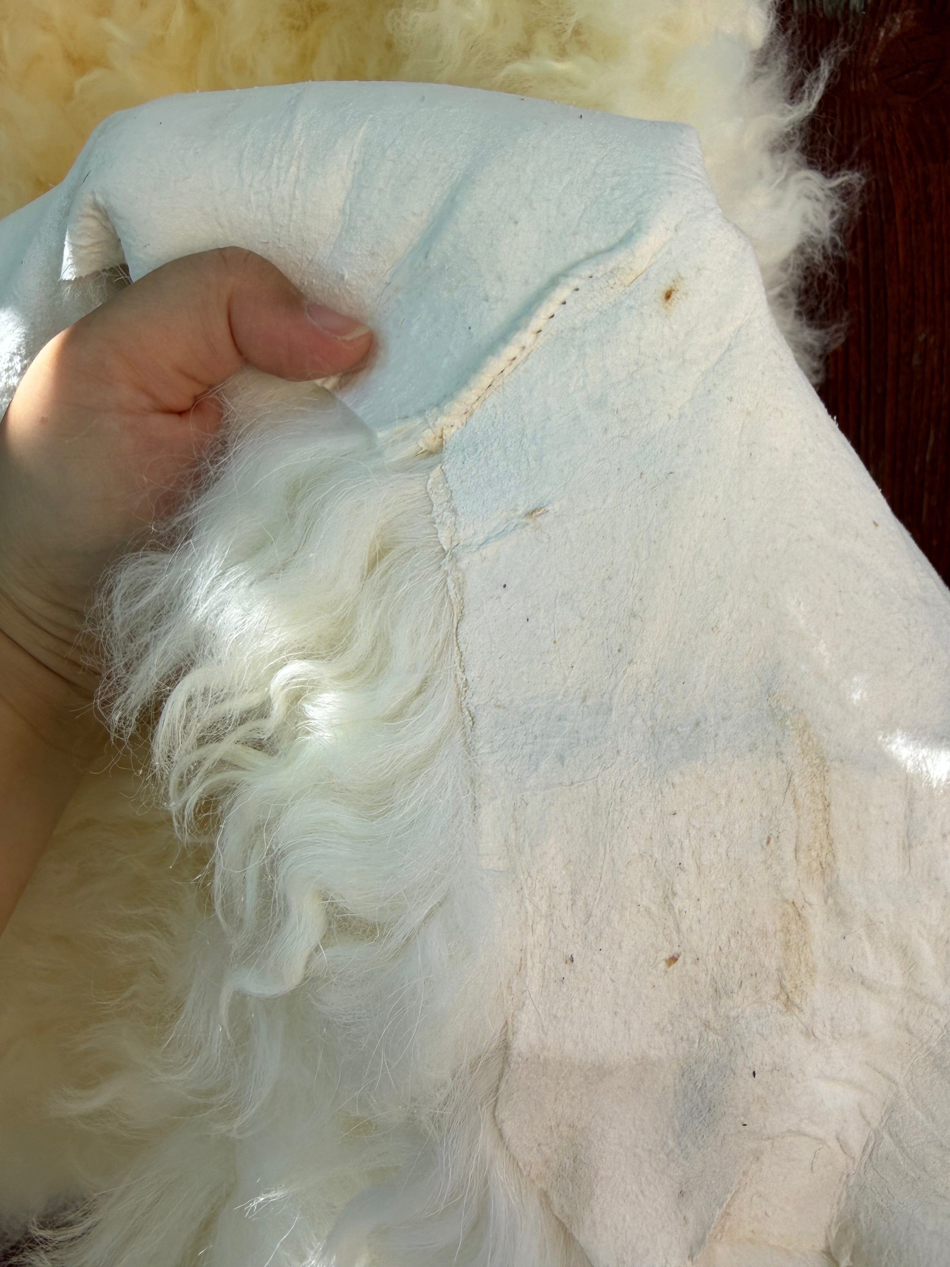 Creamy White Curly Wool Sheepskin N030 - 50"