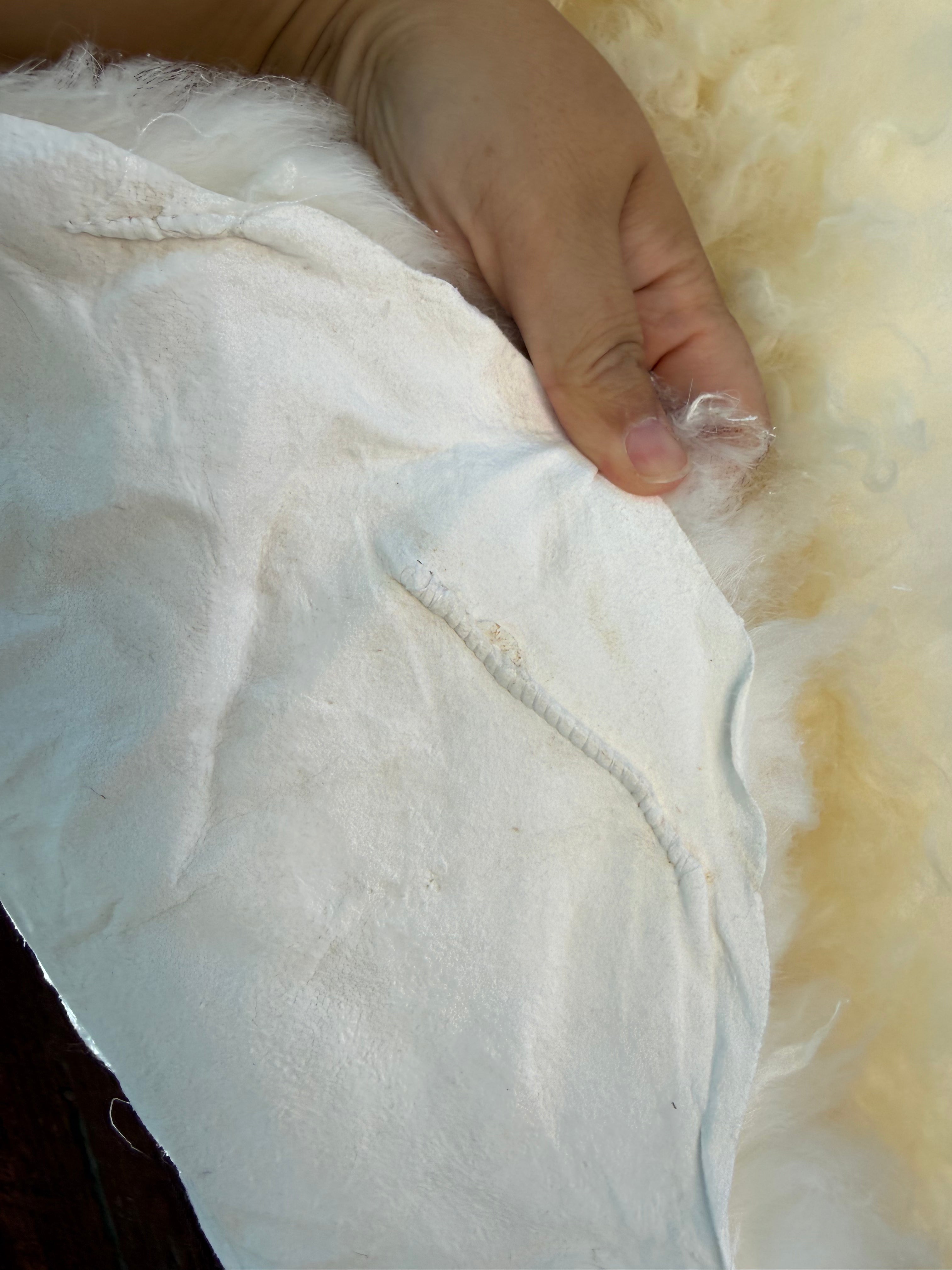 Creamy White Curly Wool Sheepskin N030 - 50"