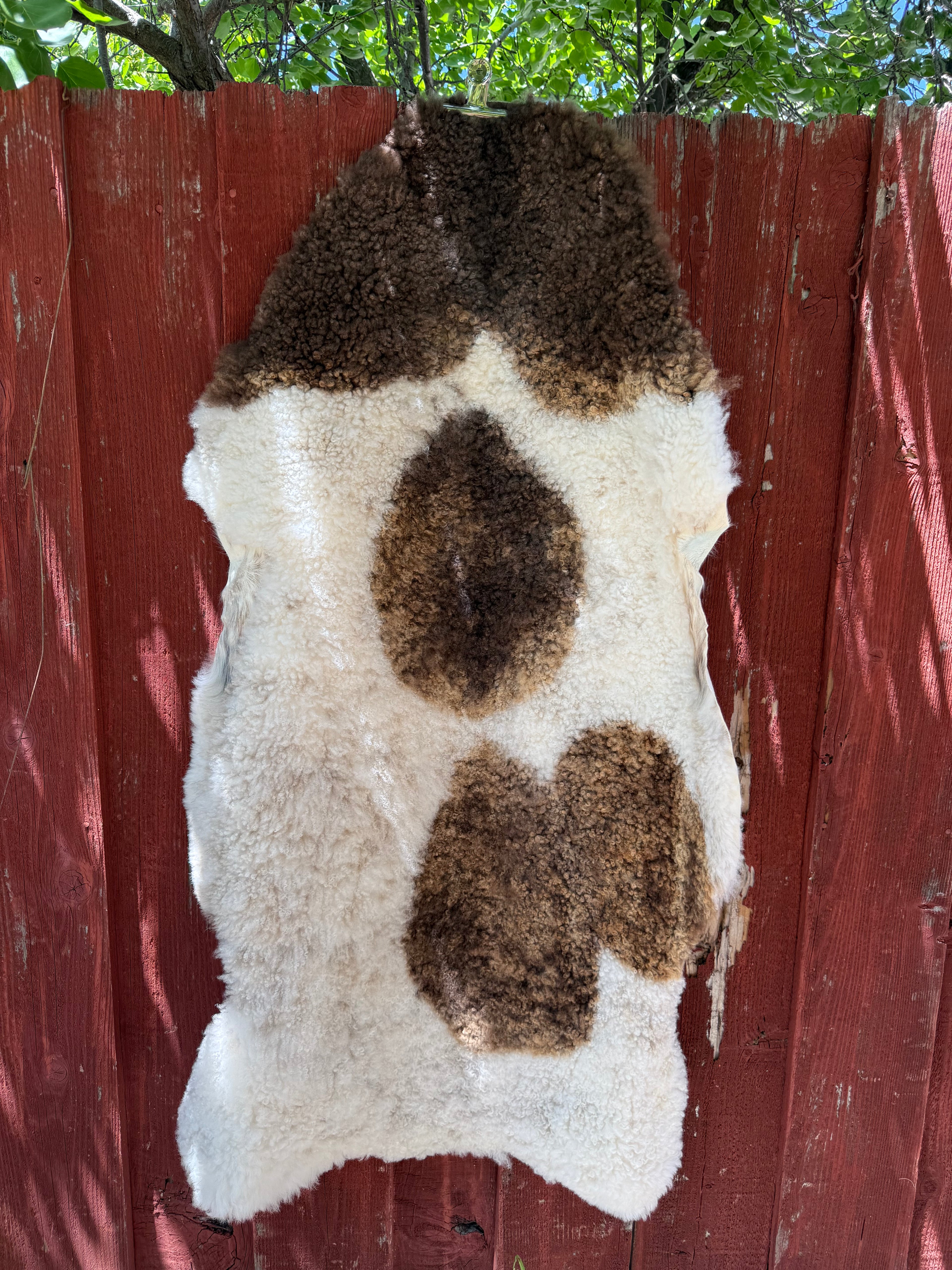 Short Wool Sheepskin N029 - 50" White with Natural Brown Patches
