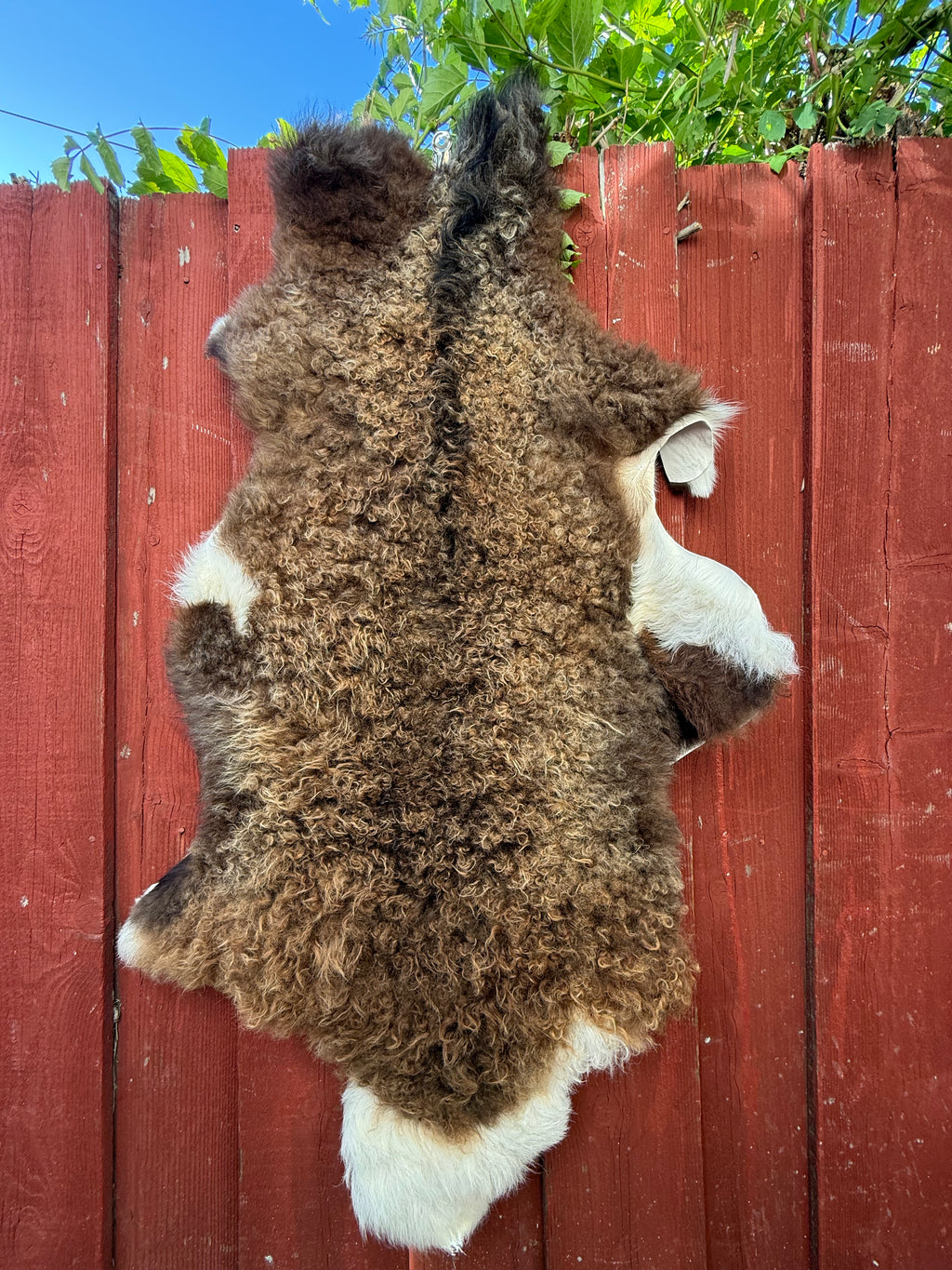 Curly Wool Sheepskin N183 - 47" Brown with White Tail and Black Mane