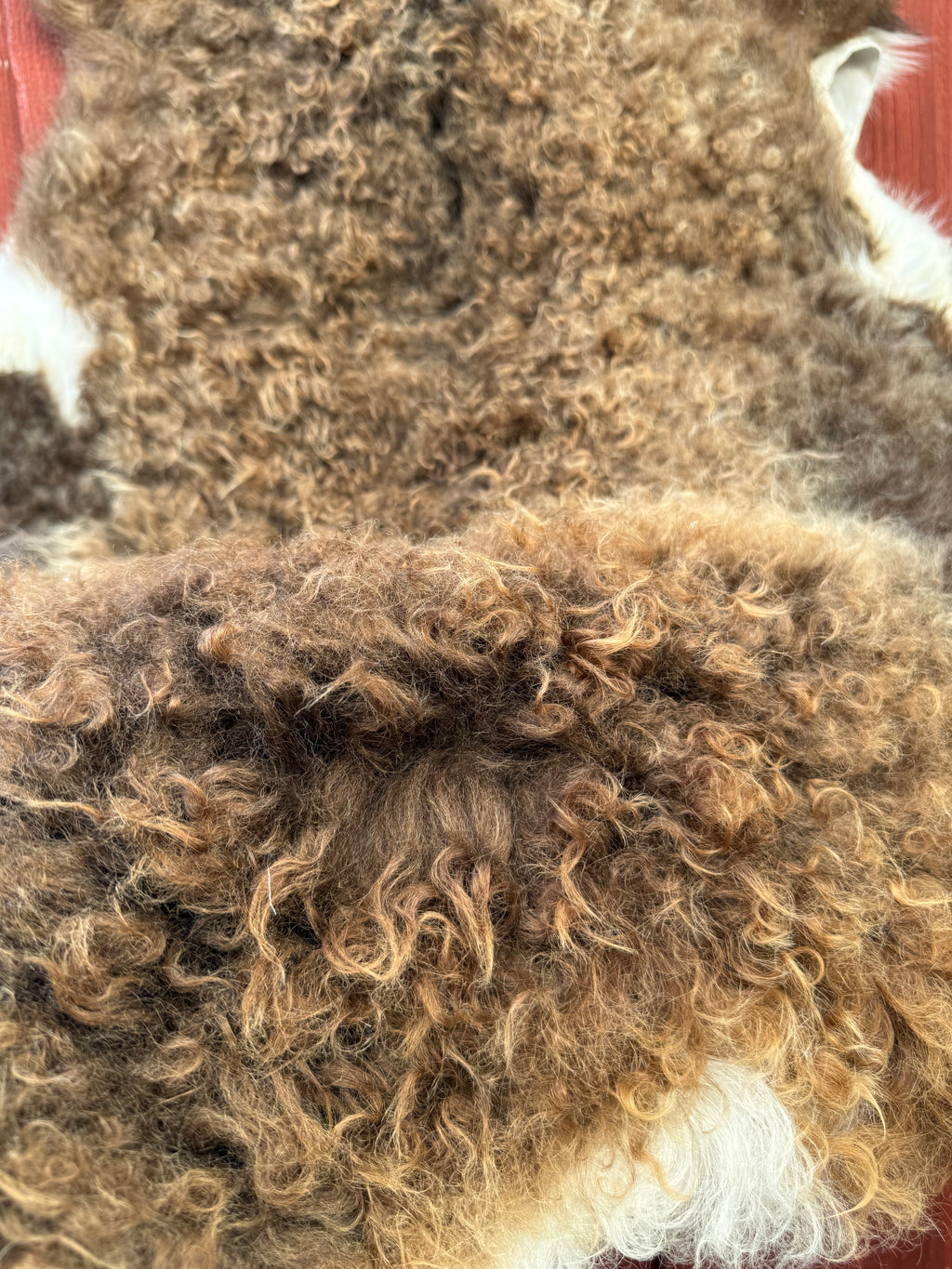 Curly Wool Sheepskin N183 - 47" Brown with White Tail and Black Mane