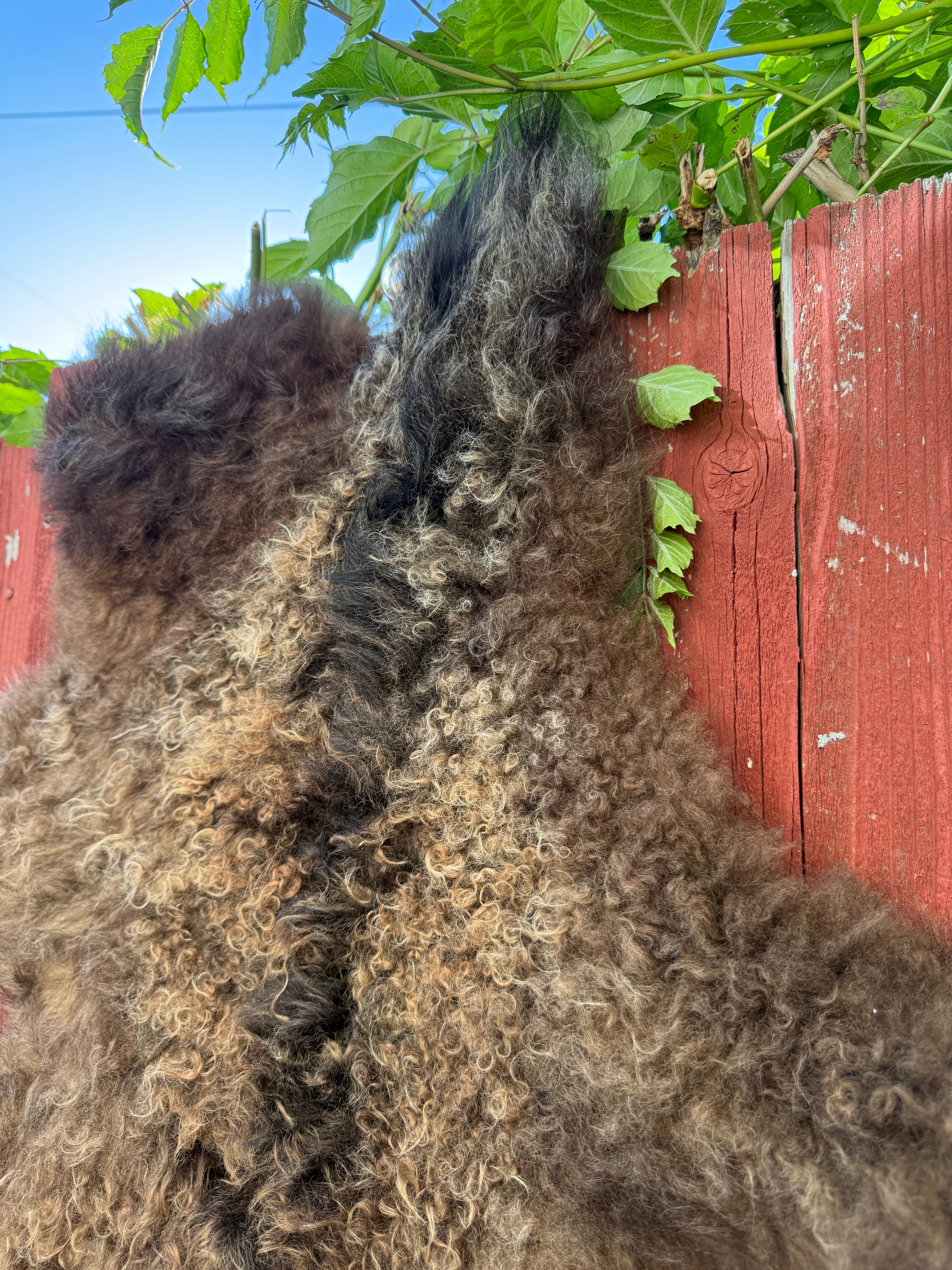 Curly Wool Sheepskin N183 - 47" Brown with White Tail and Black Mane