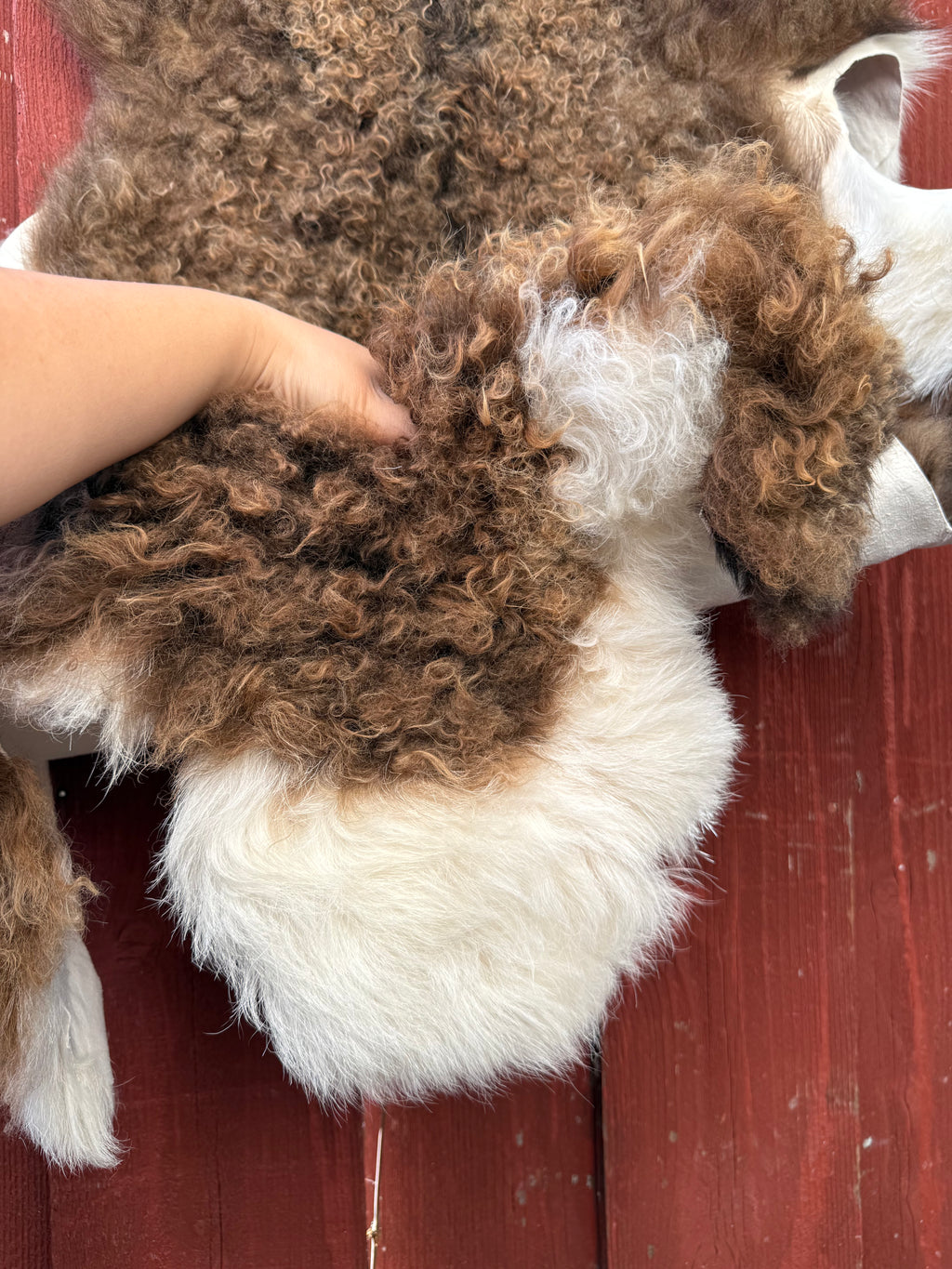 Curly Wool Sheepskin N183 - 47" Brown with White Tail and Black Mane