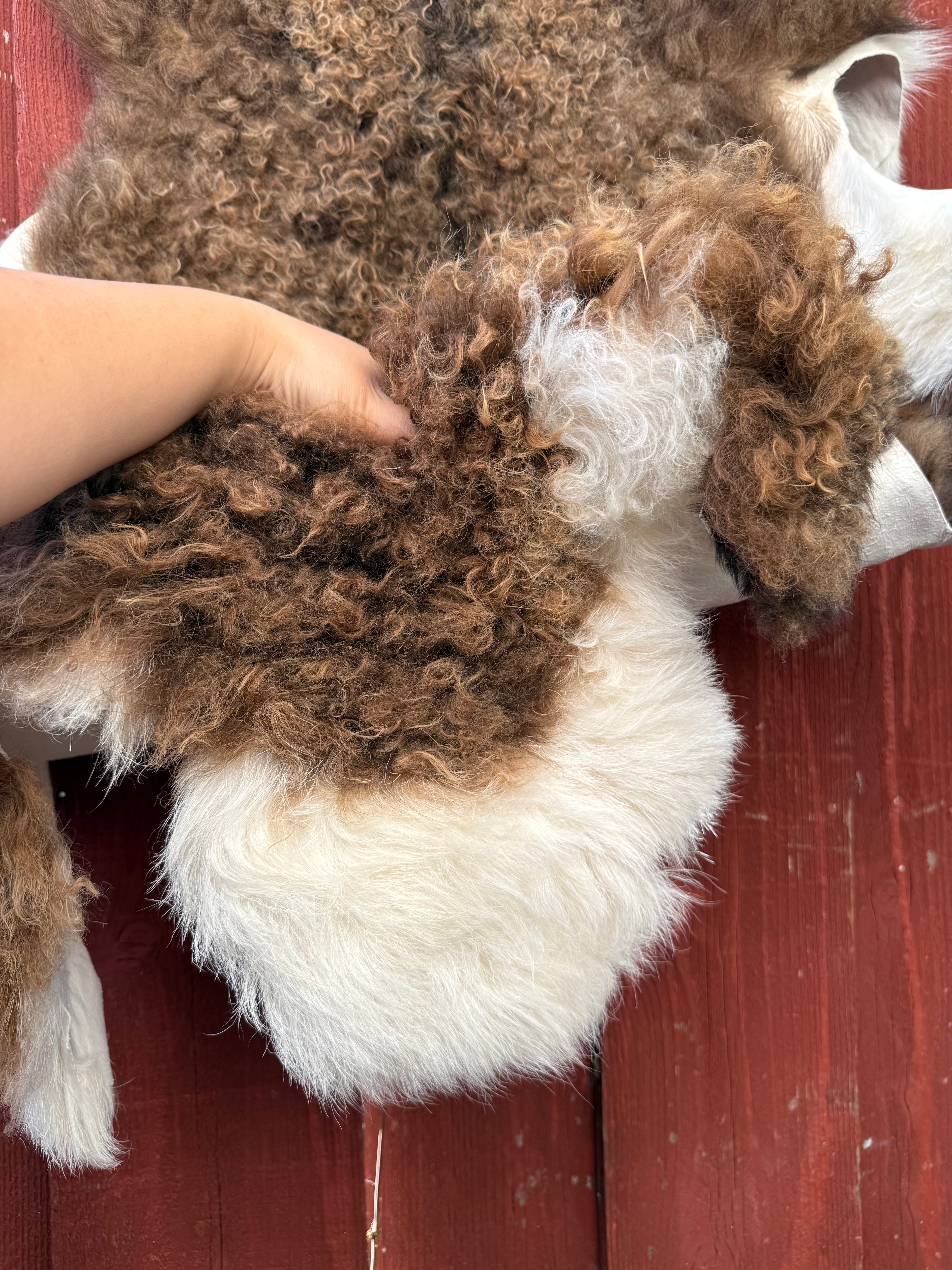 Curly Wool Sheepskin N183 - 47" Brown with White Tail and Black Mane