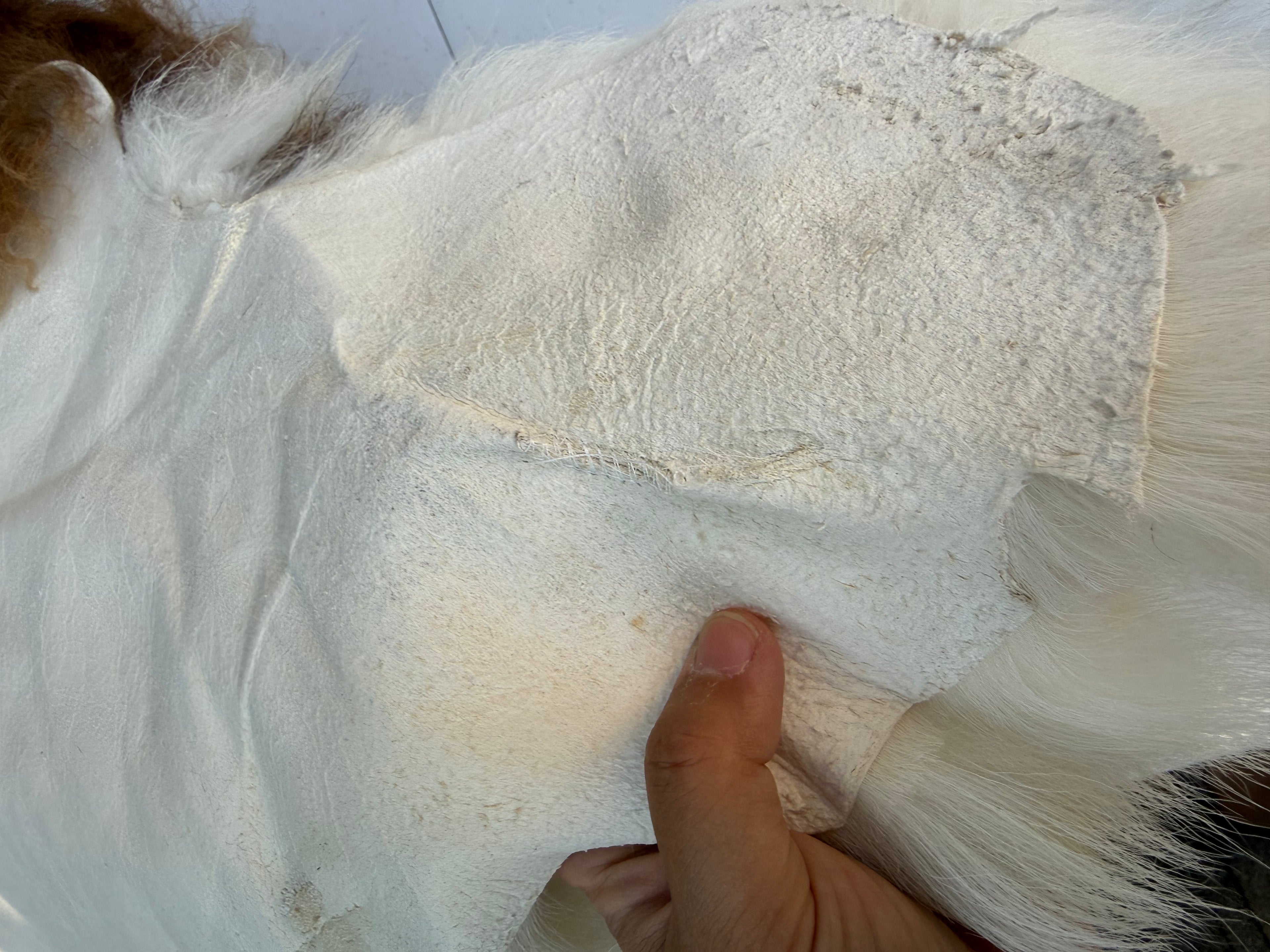 Curly Wool Sheepskin N183 - 47" Brown with White Tail and Black Mane