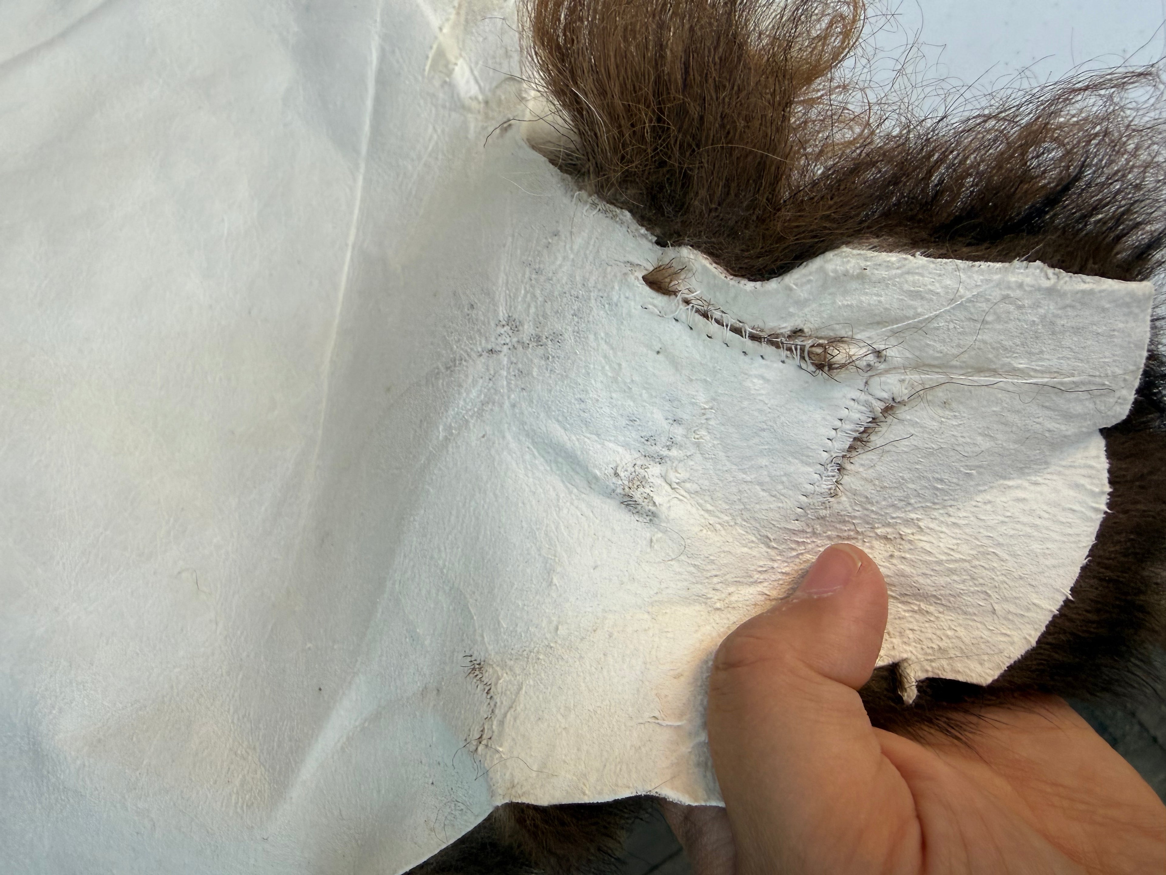 Curly Wool Sheepskin N183 - 47" Brown with White Tail and Black Mane