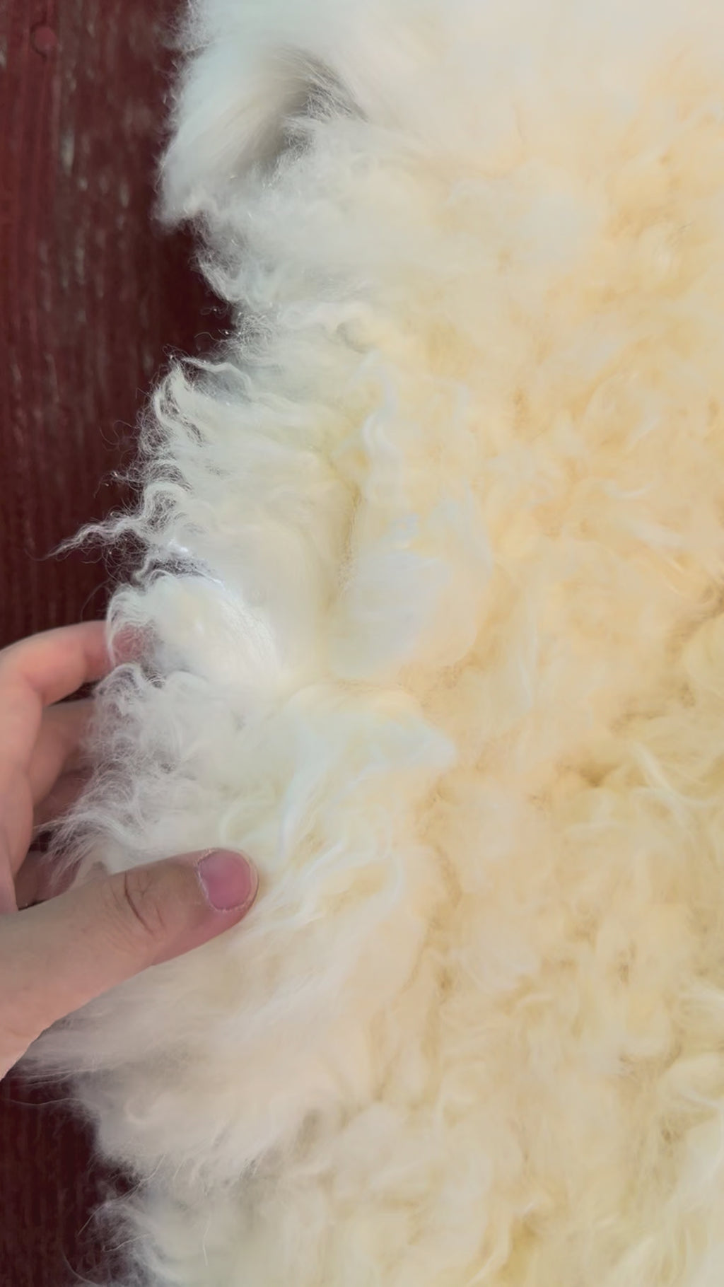 Creamy White Curly Wool Sheepskin N030 - 50"