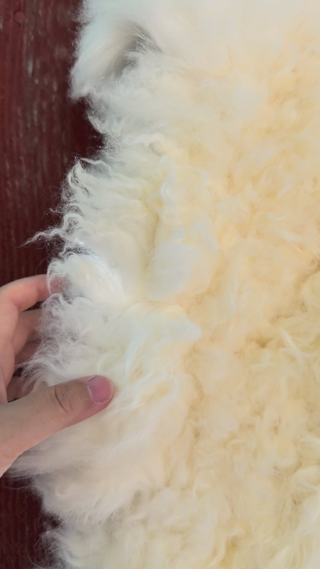 Creamy White Curly Wool Sheepskin N030 - 50"