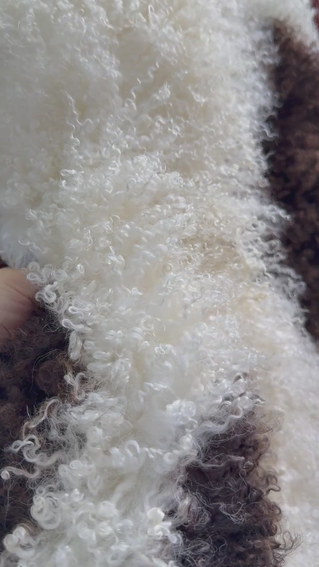 Speckled Dark Brown on White Curly Wool Sheepskin N912 - 38"