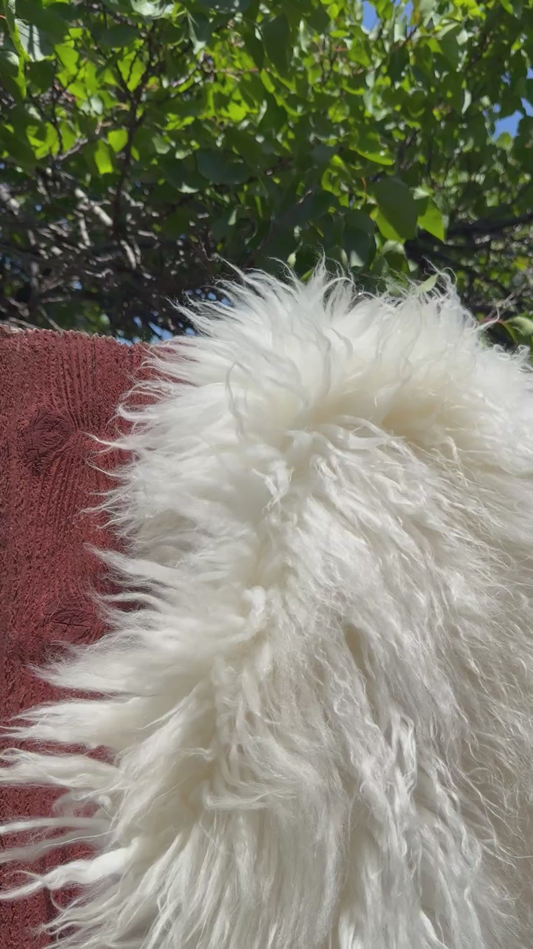 Fluffy Long Wool Genuine Sheepskin Rug N577 - 43"