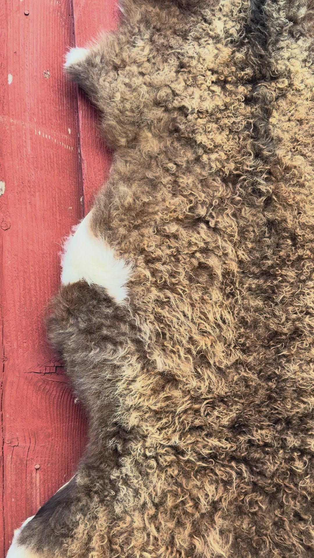 Curly Wool Sheepskin N183 - 47" Brown with White Tail and Black Mane