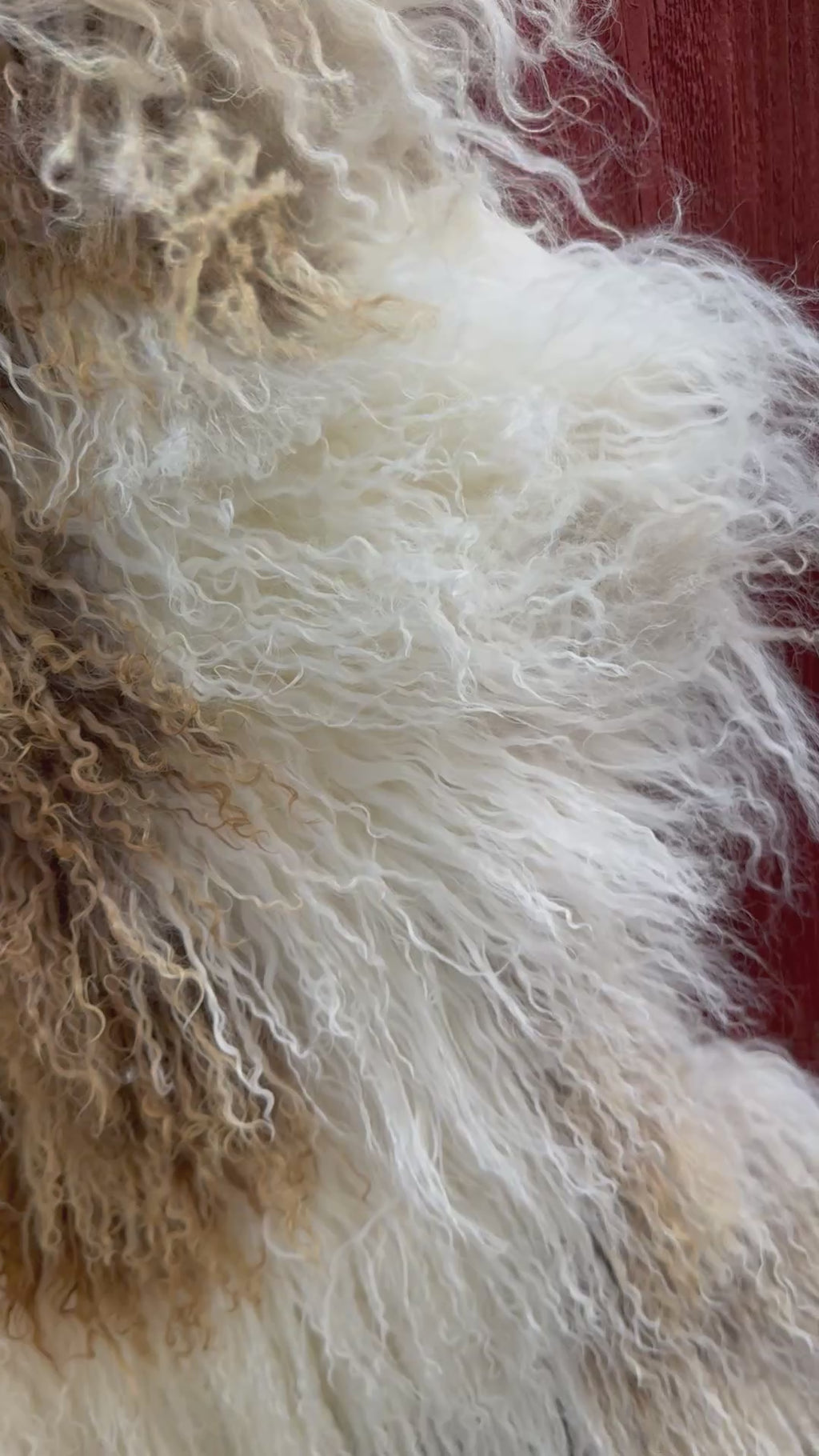 Extra Long Wool Sheepskin N916 - 42" Dual-Tone Light Brown Tips