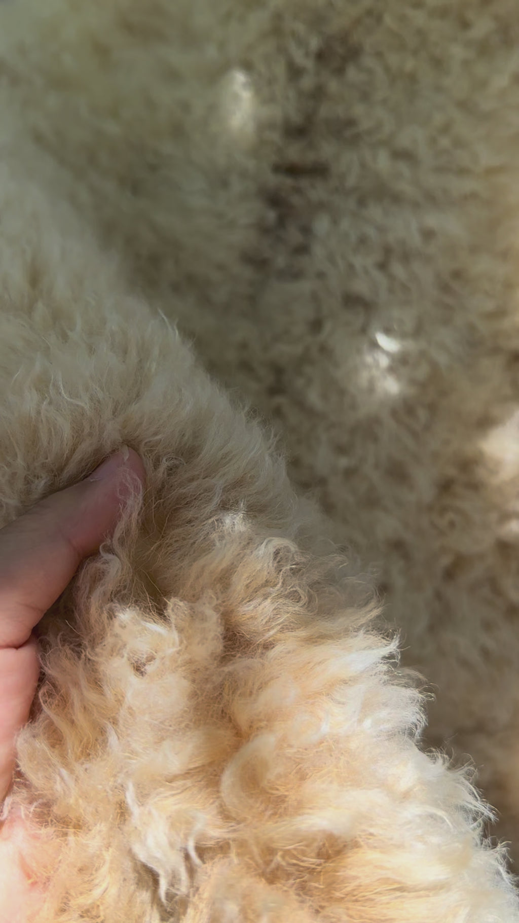 Short Curly Wool Genuine Sheepskin Rug N031 - 46"