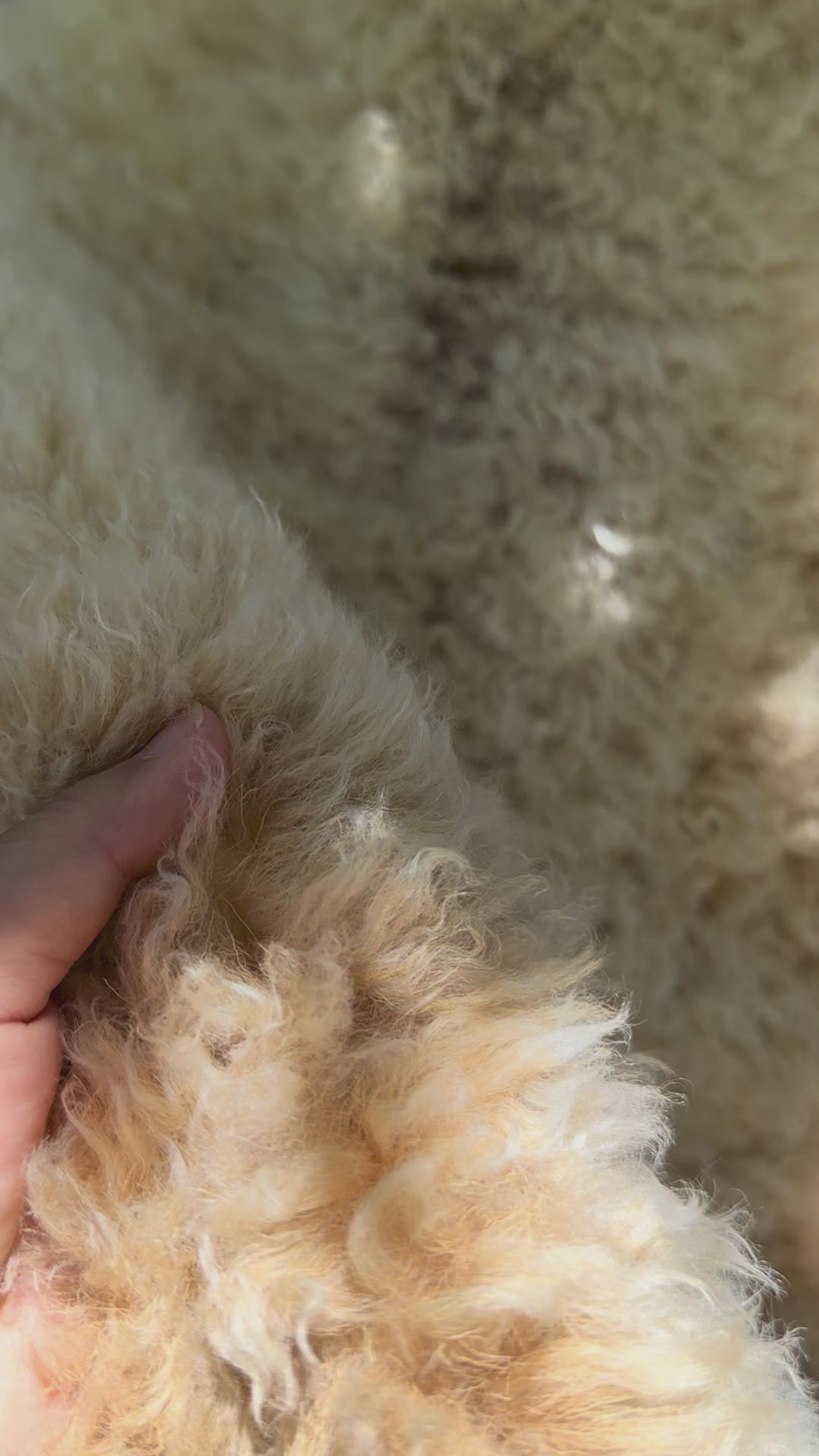 Short Curly Wool Genuine Sheepskin Rug N031 - 46"