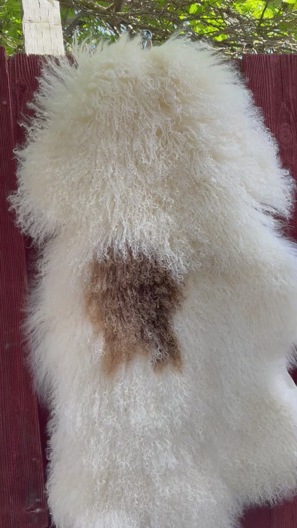 Extra Long Wool Sheepskin N914 - 41" Natural White with Single Brown Patch