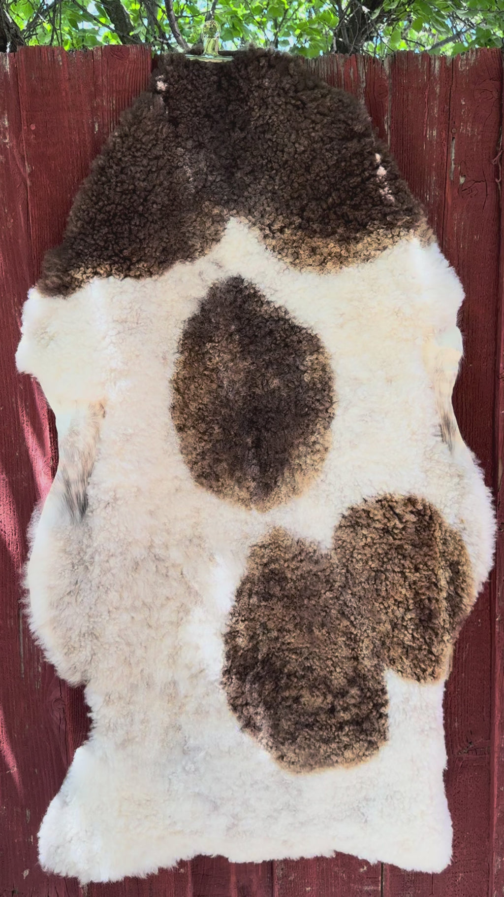 Short Wool Sheepskin N029 - 50" White with Natural Brown Patches